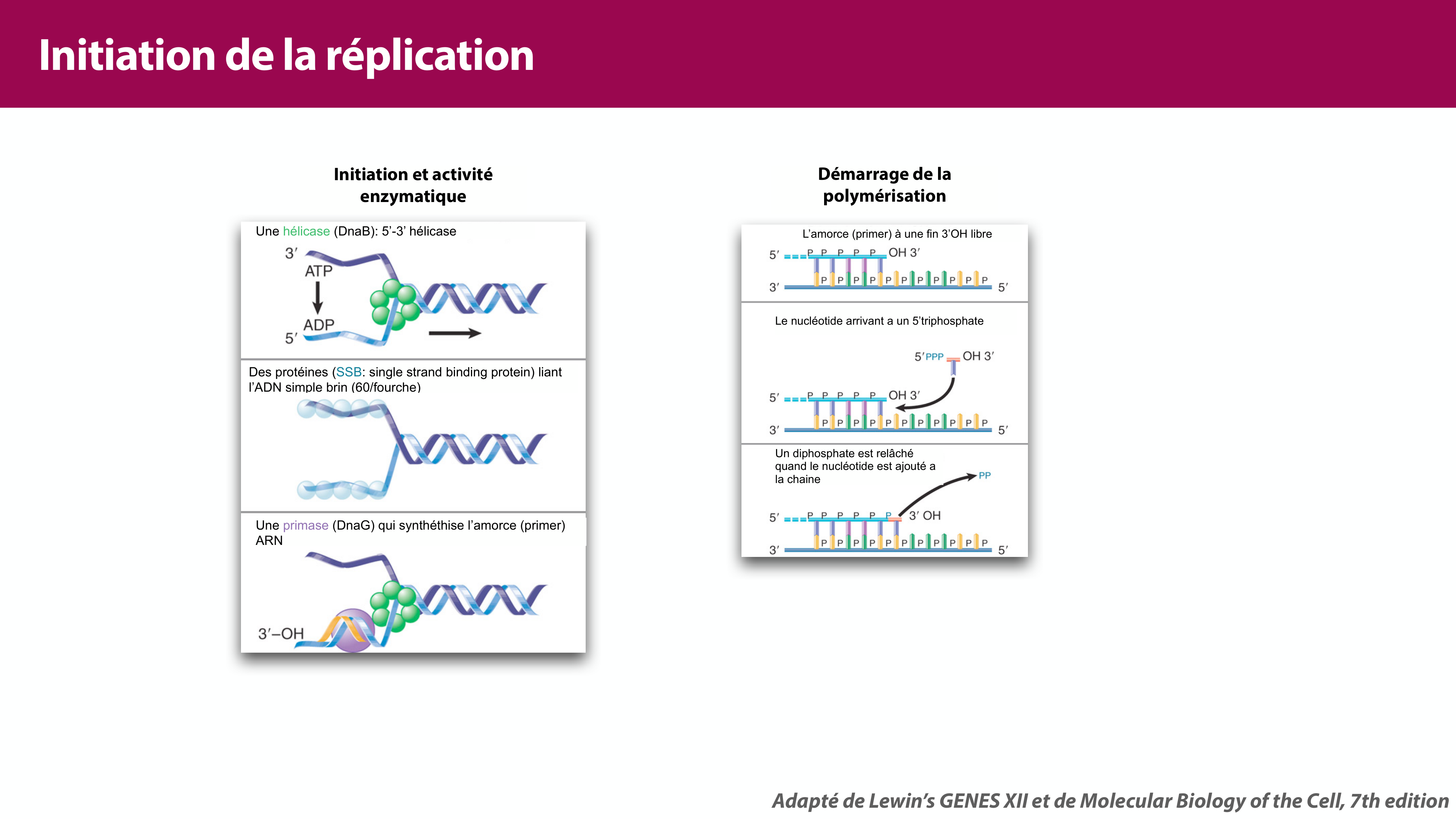 Réplication de l'ADN page 24