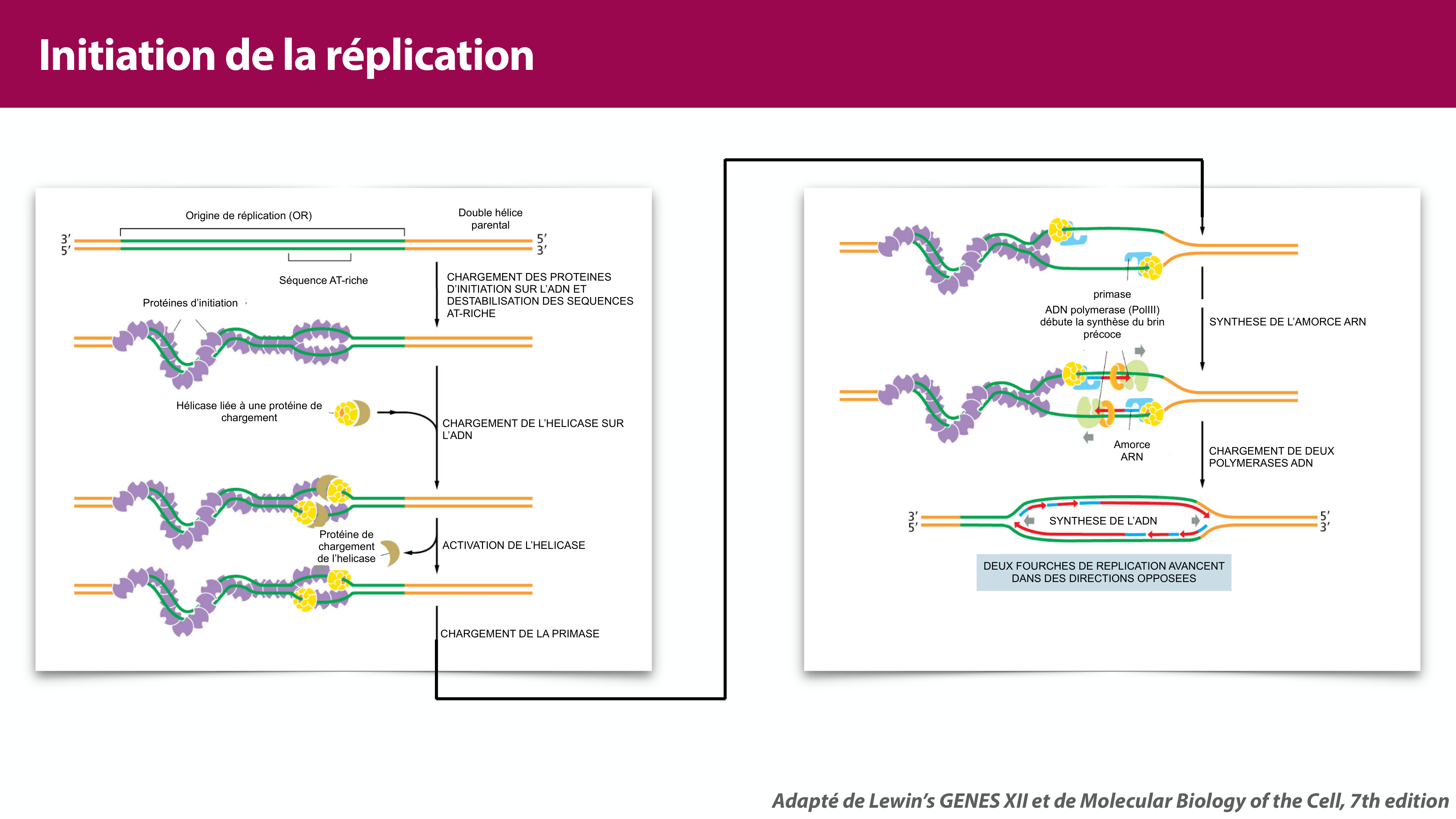 Réplication de l'ADN page 25