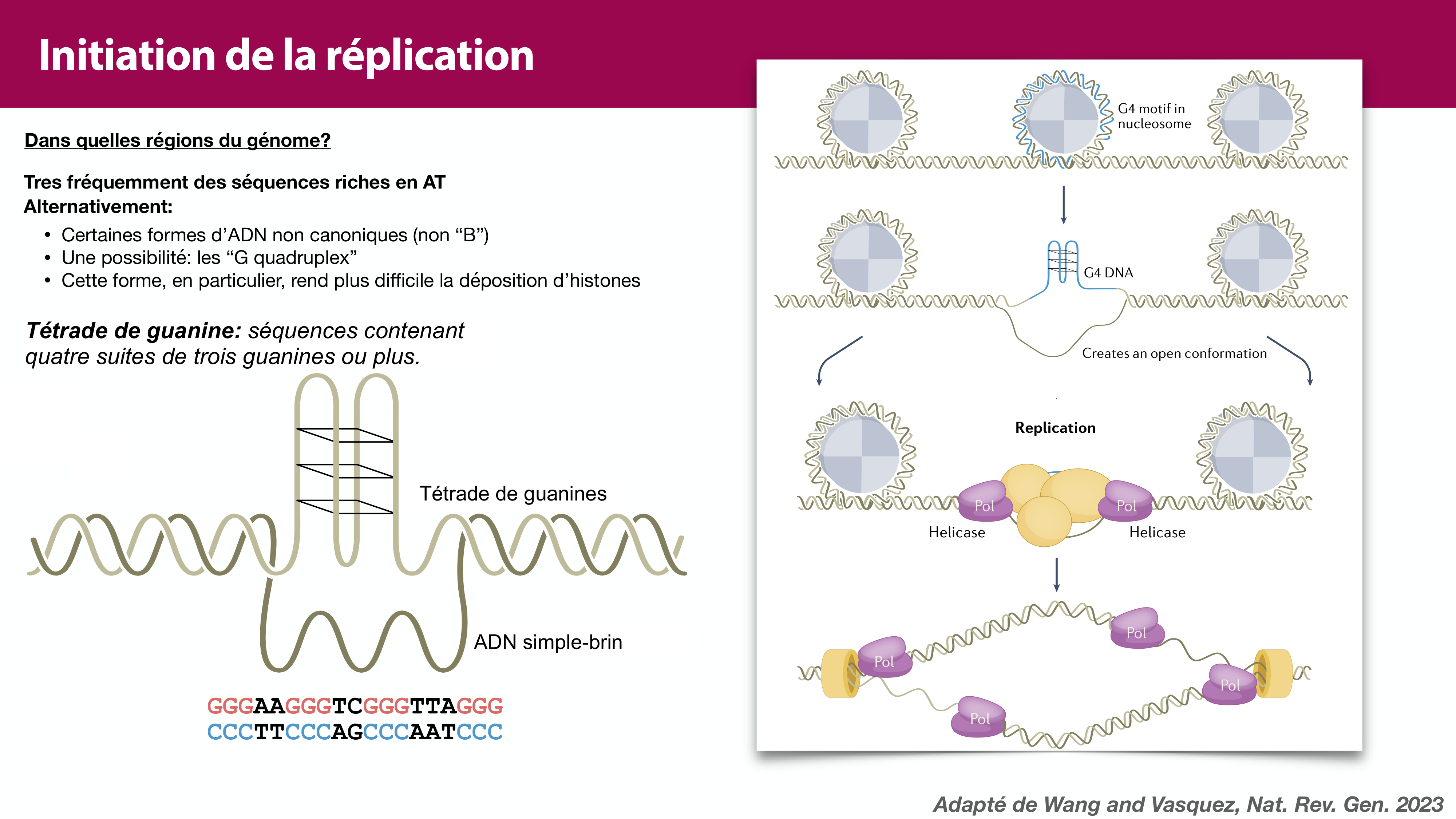 Réplication de l'ADN page 26