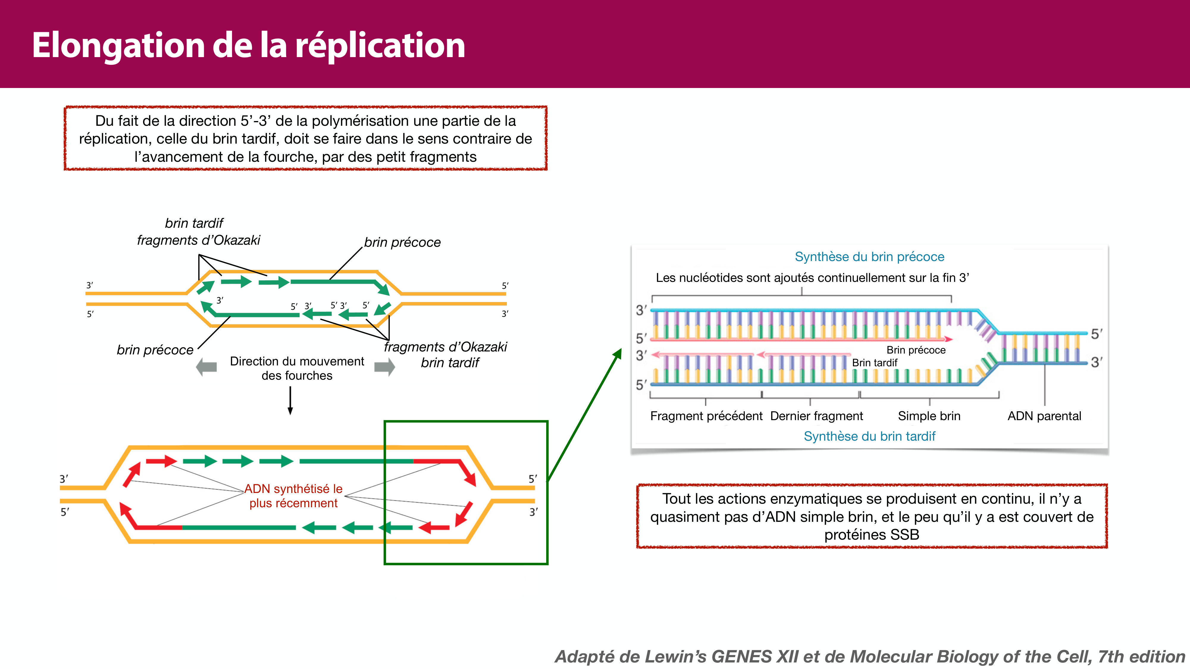 Réplication de l'ADN page 29