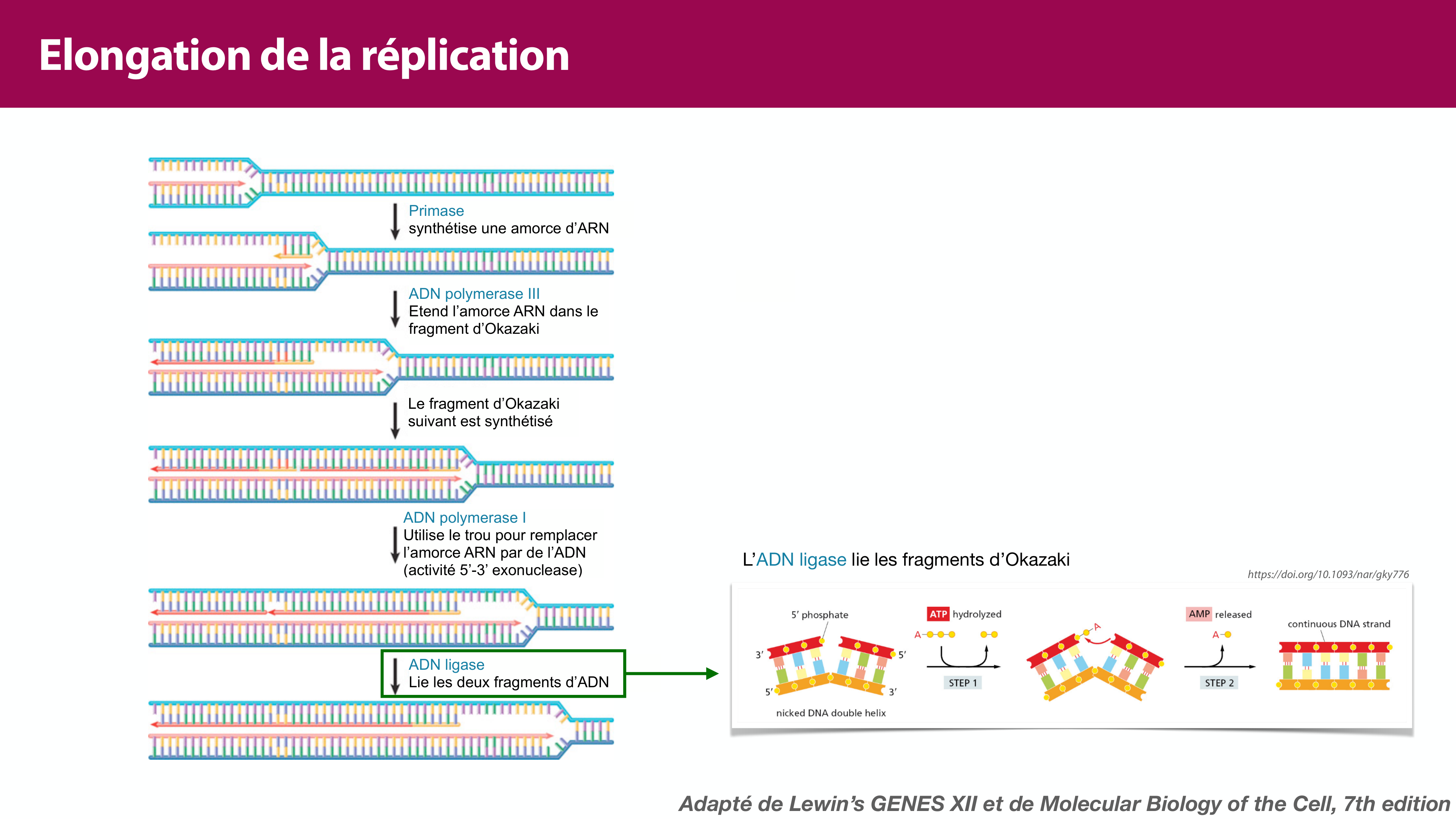 Réplication de l'ADN page 30