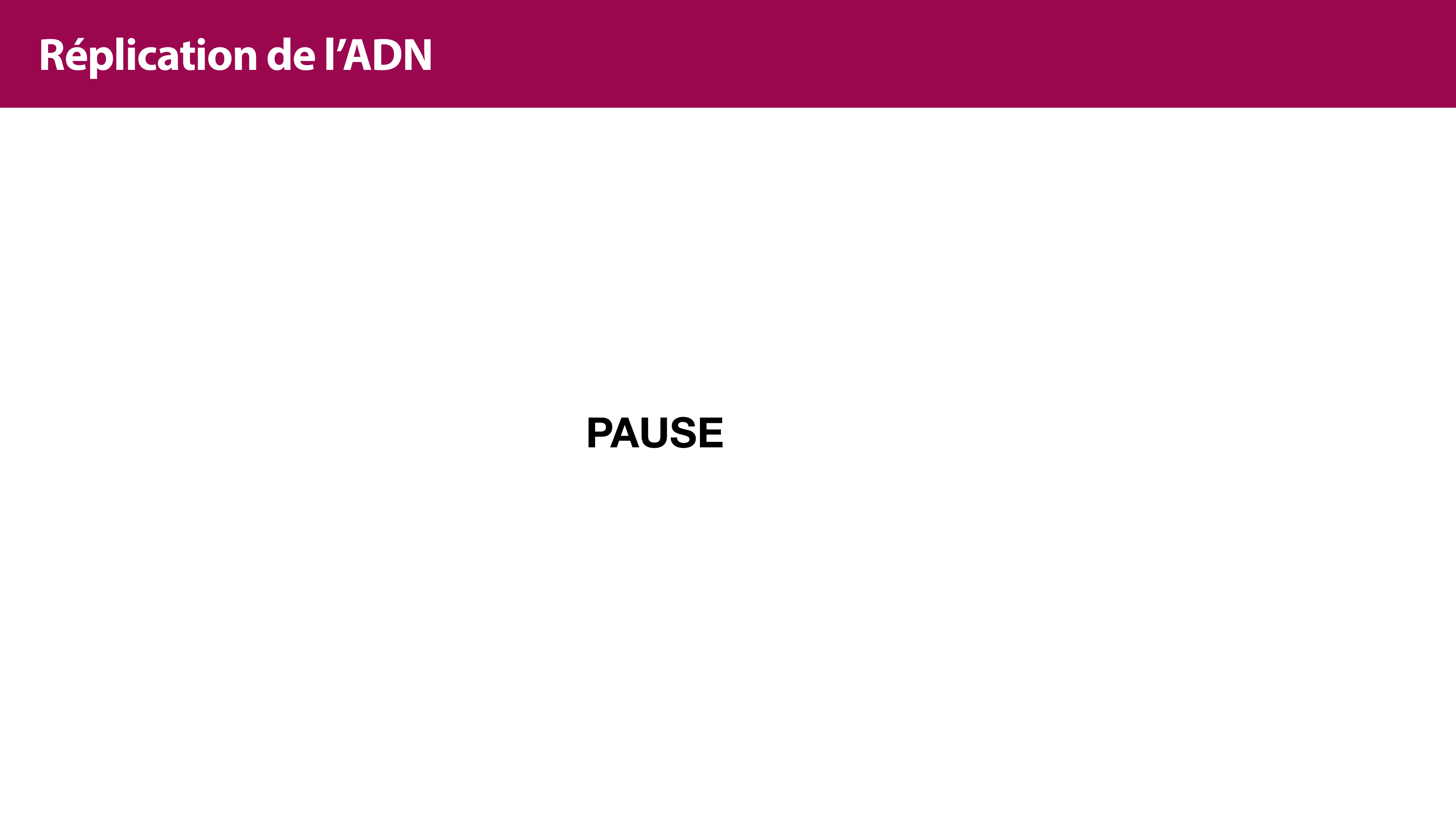 Réplication de l'ADN page 31