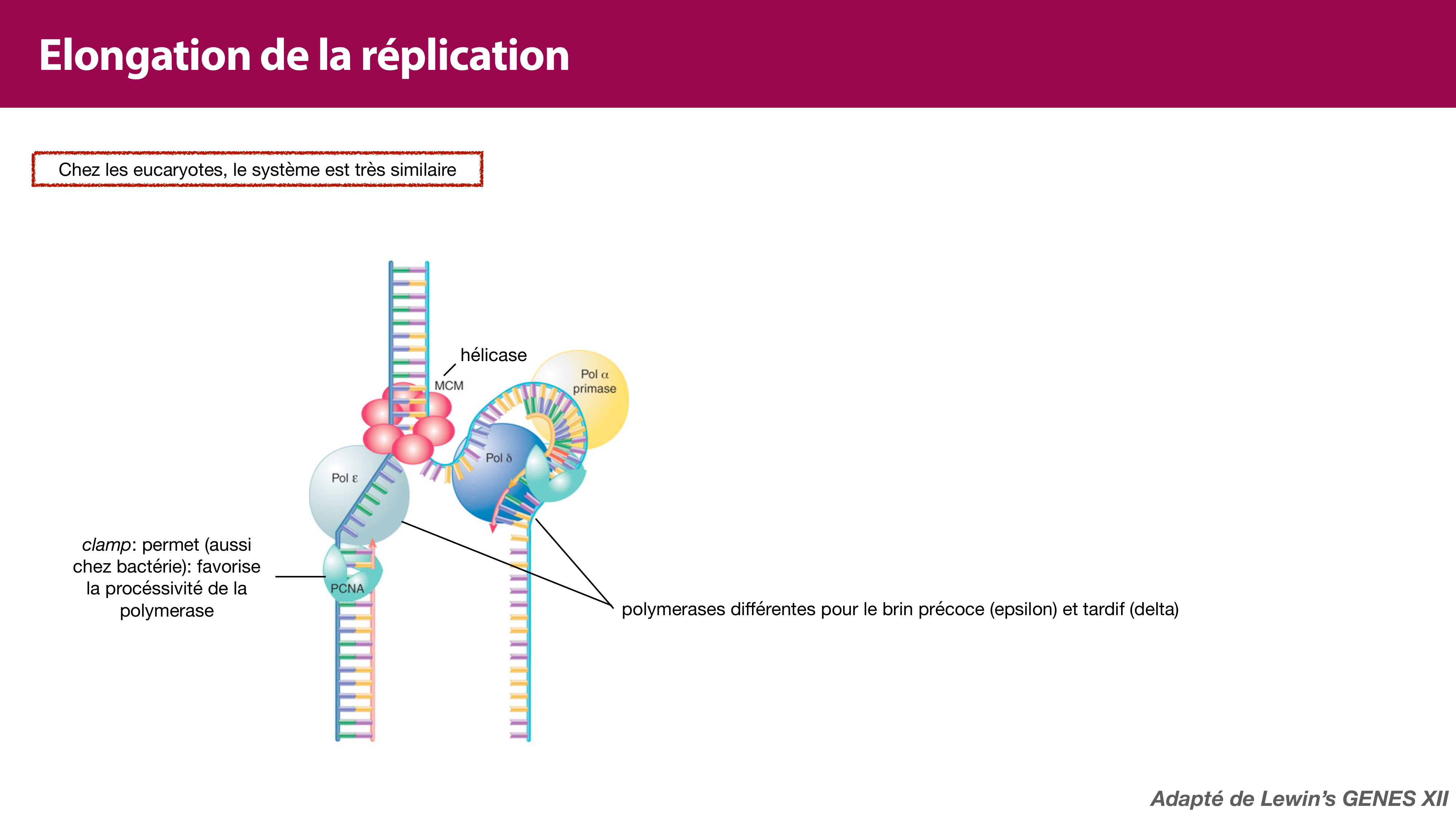 Réplication de l'ADN page 32