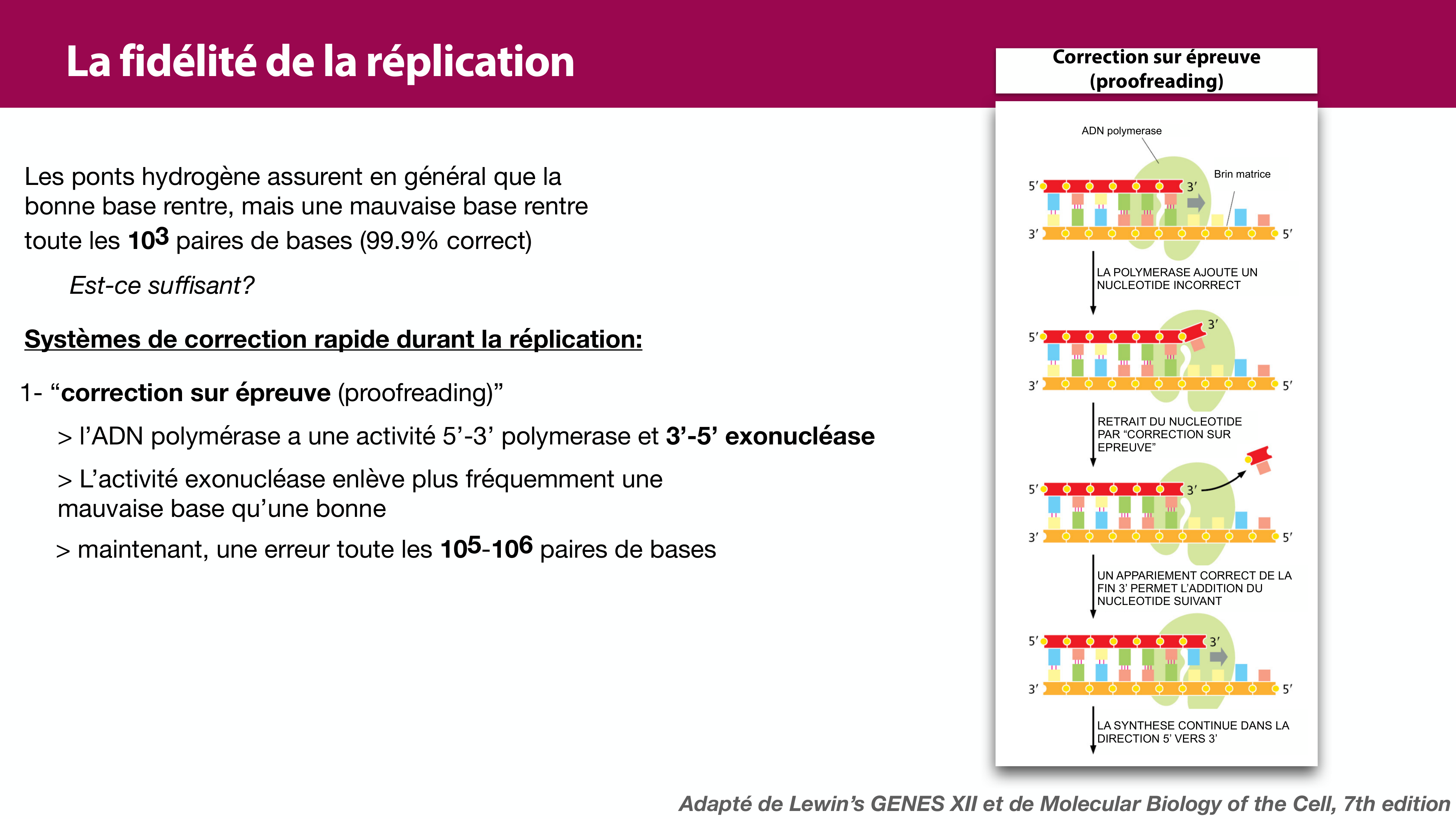 Réplication de l'ADN page 34