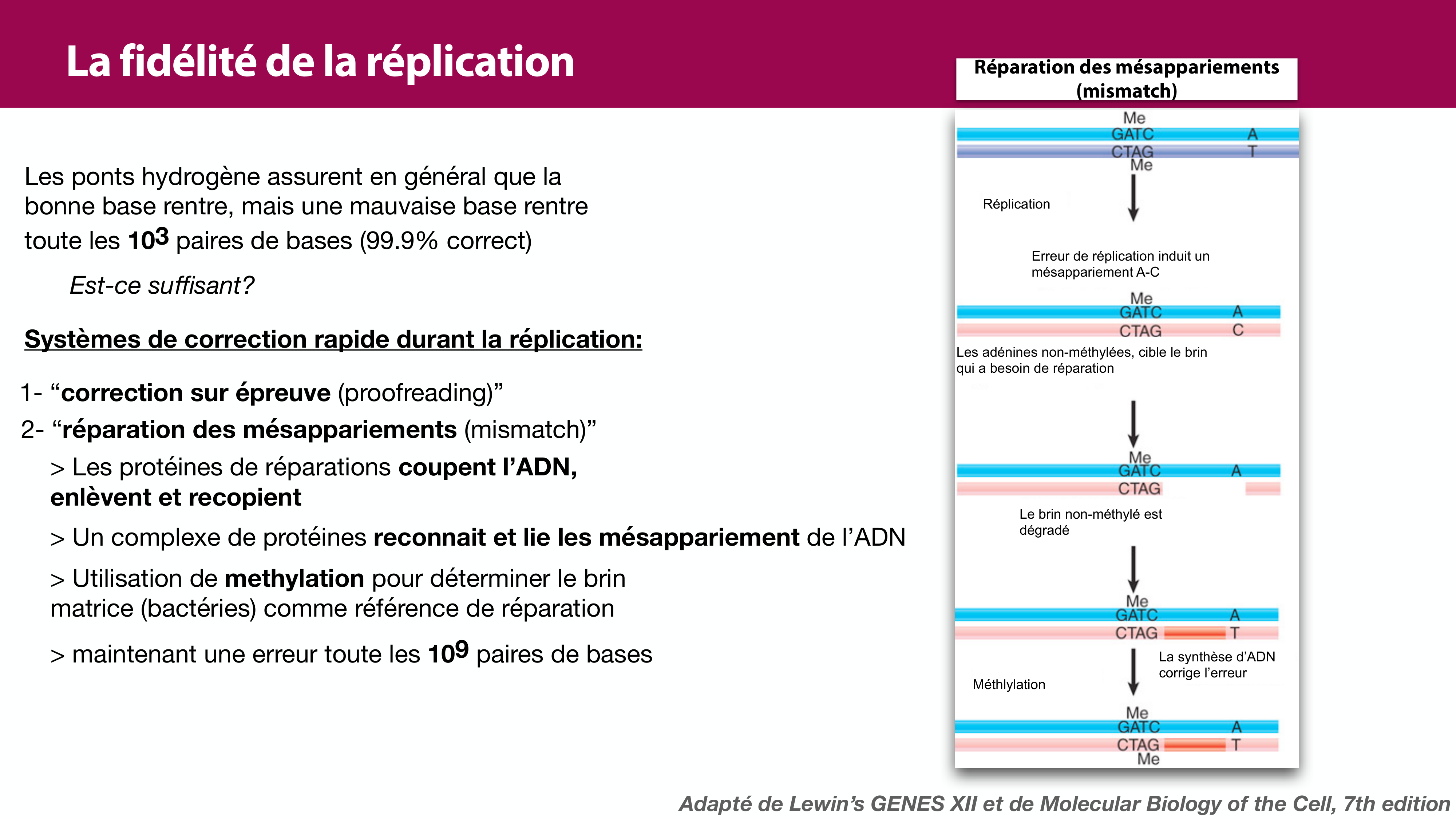 Réplication de l'ADN page 35