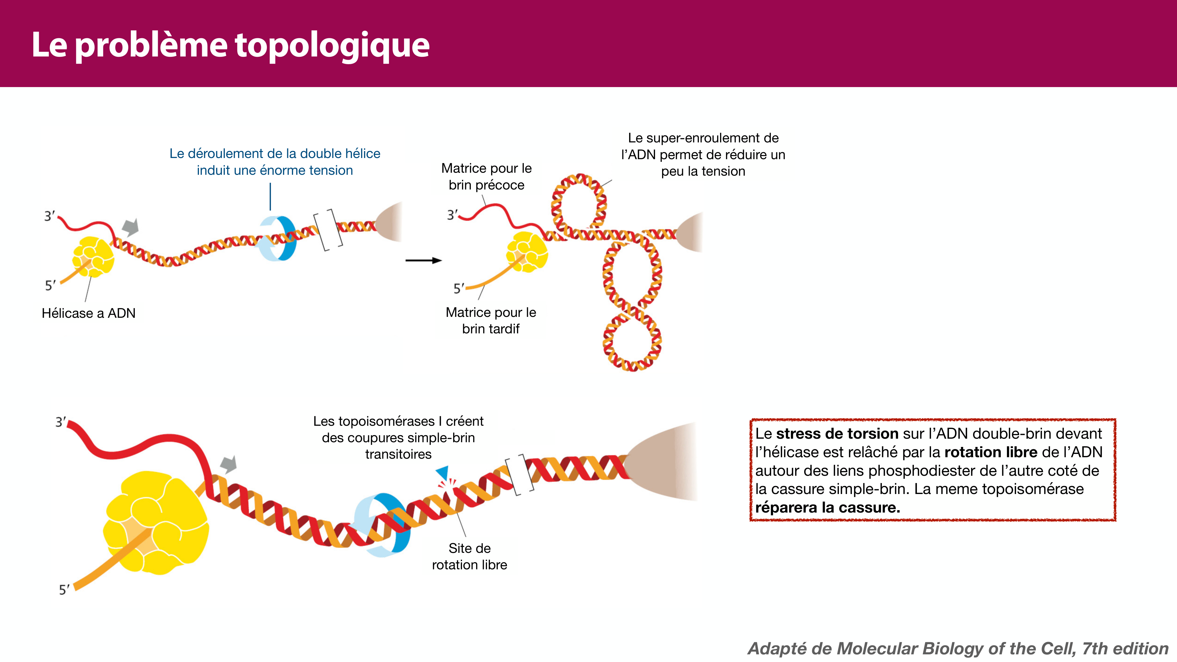 Réplication de l'ADN page 37
