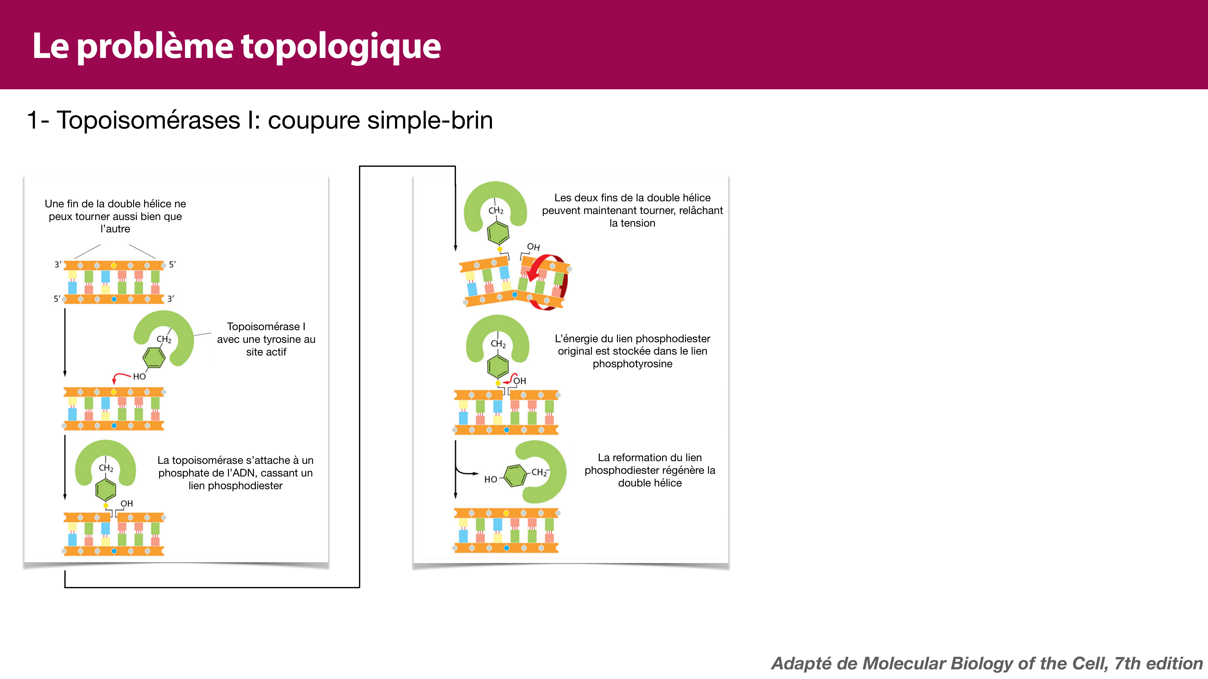Réplication de l'ADN page 38