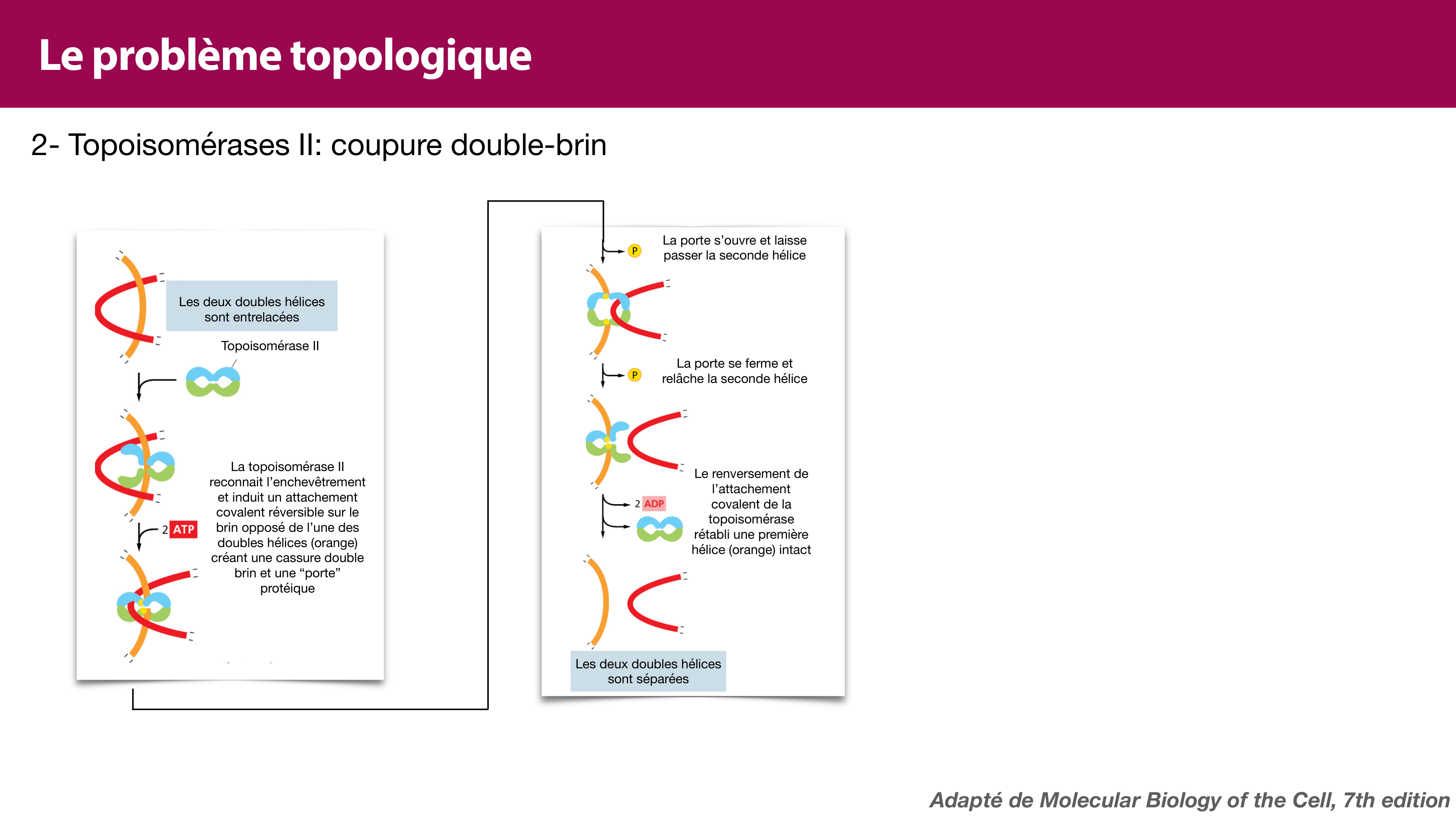 Réplication de l'ADN page 39