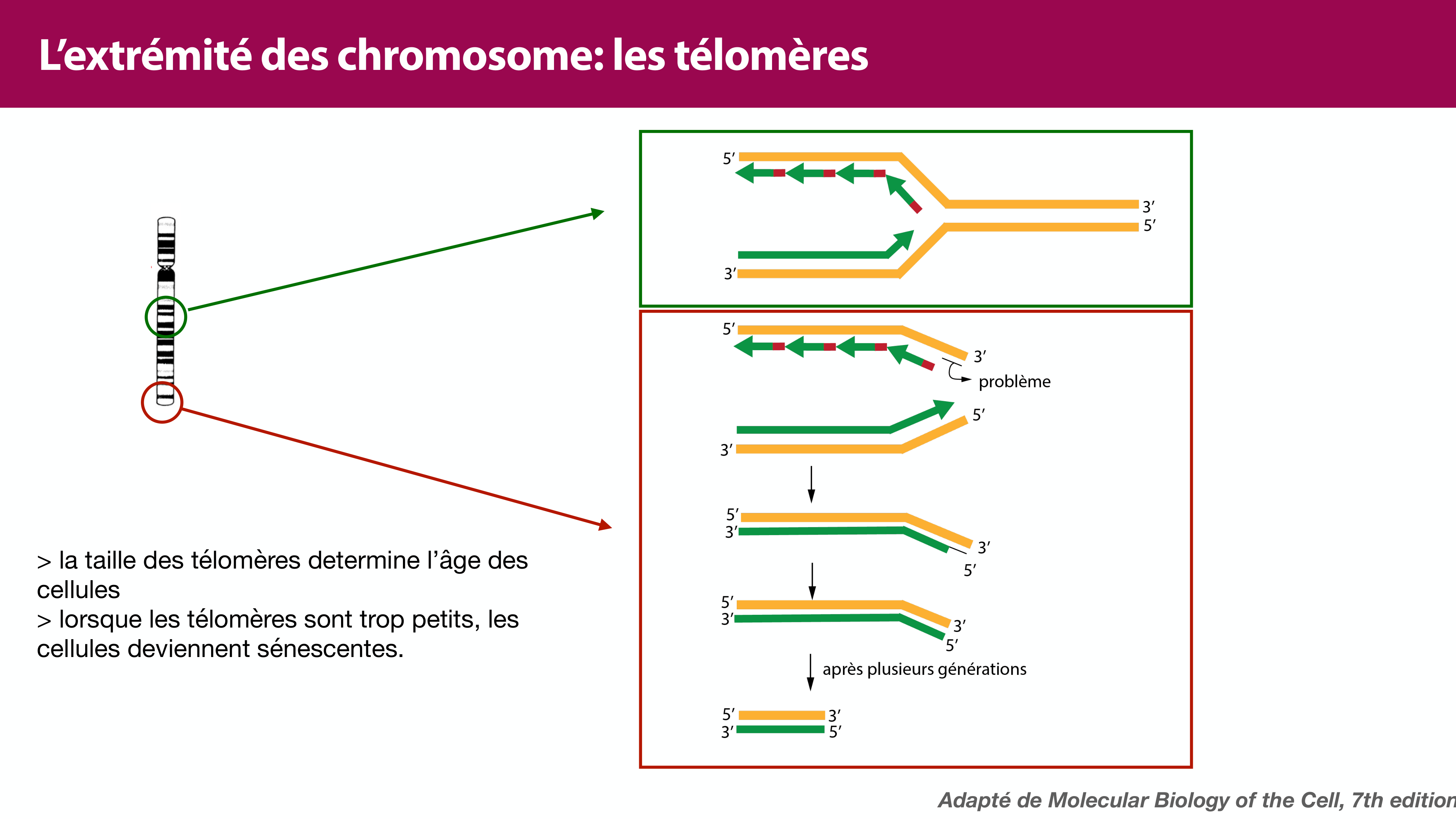 Réplication de l'ADN page 41