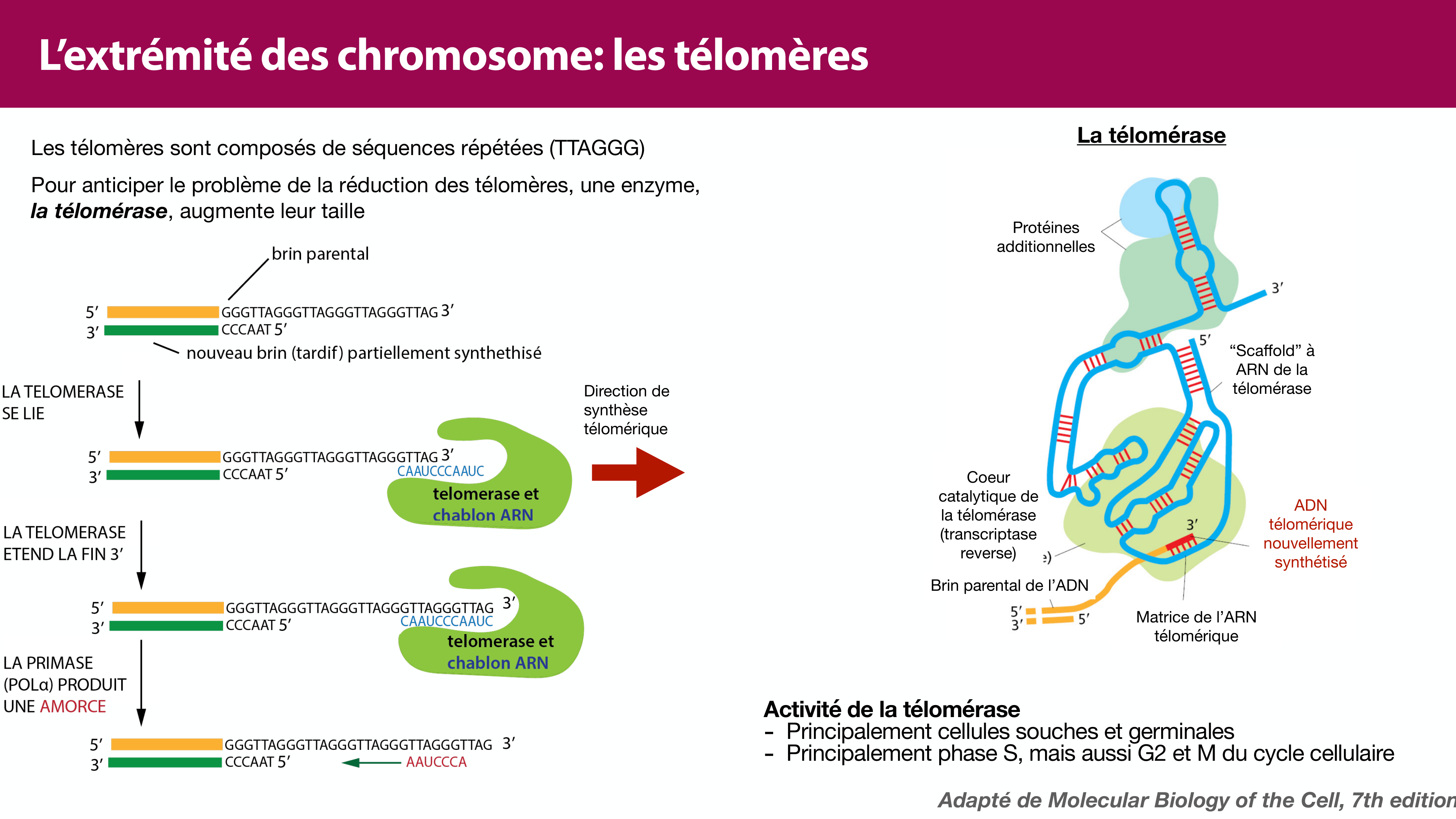 Réplication de l'ADN page 42