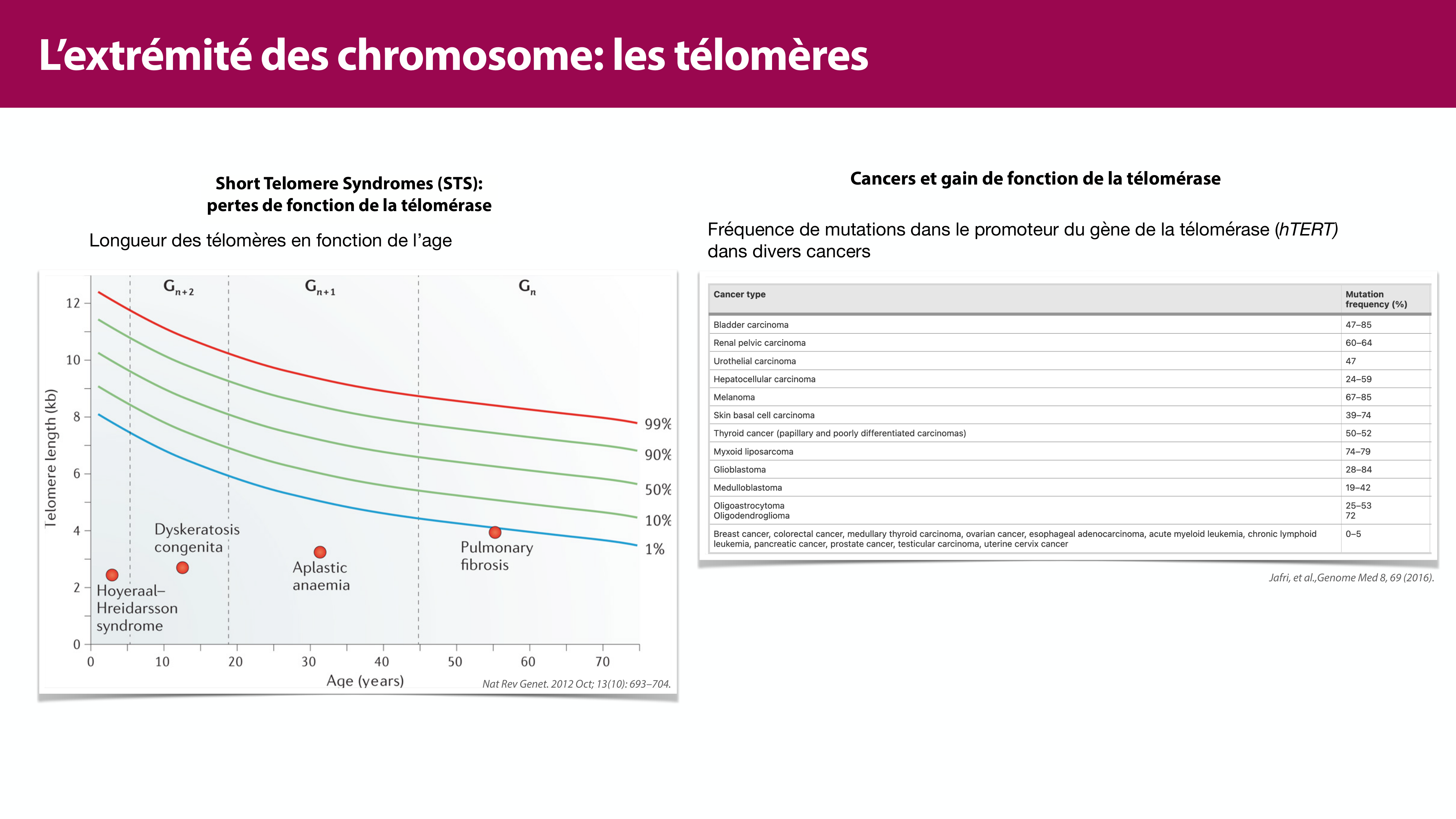 Réplication de l'ADN page 43
