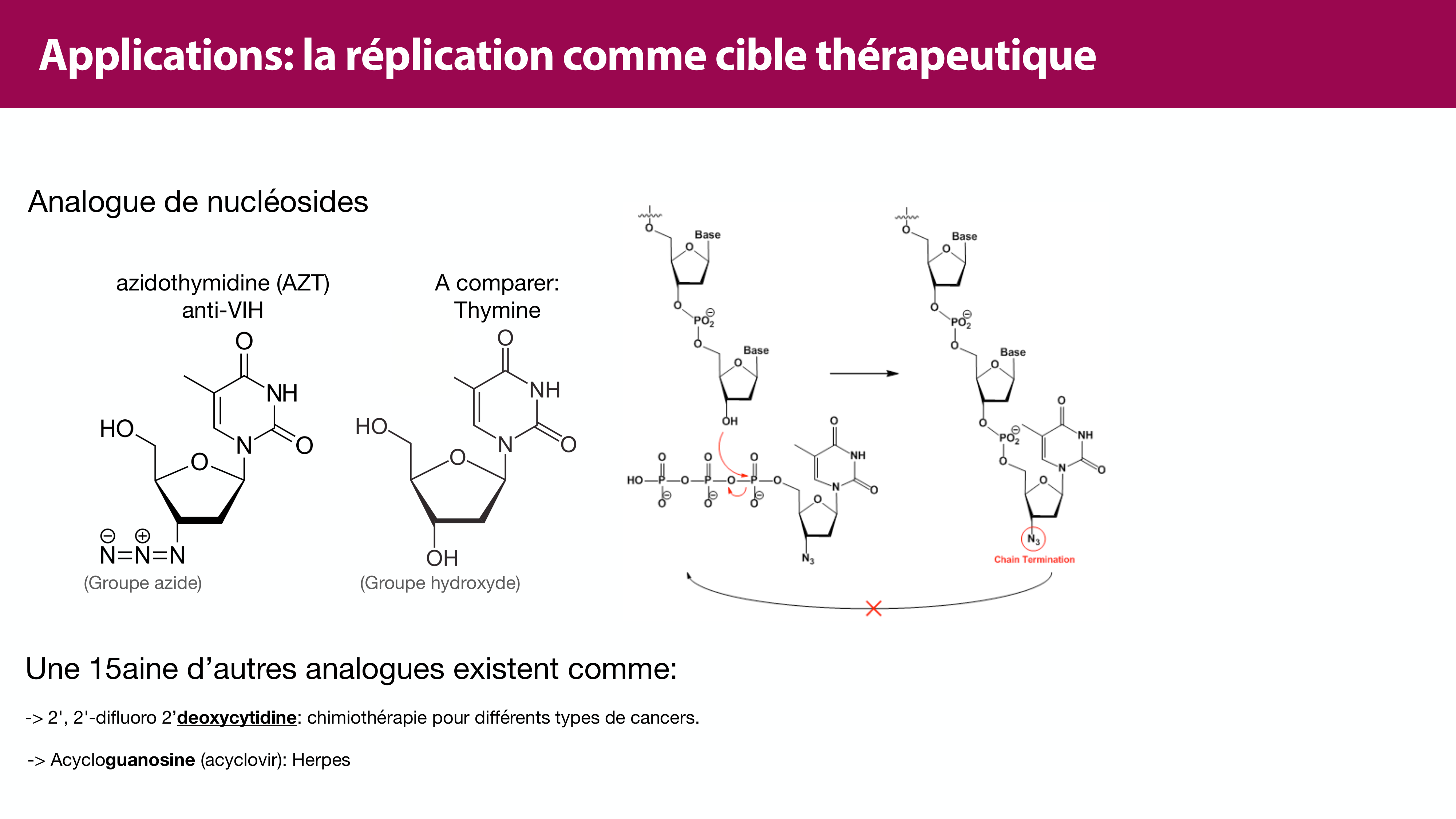 Réplication de l'ADN page 45