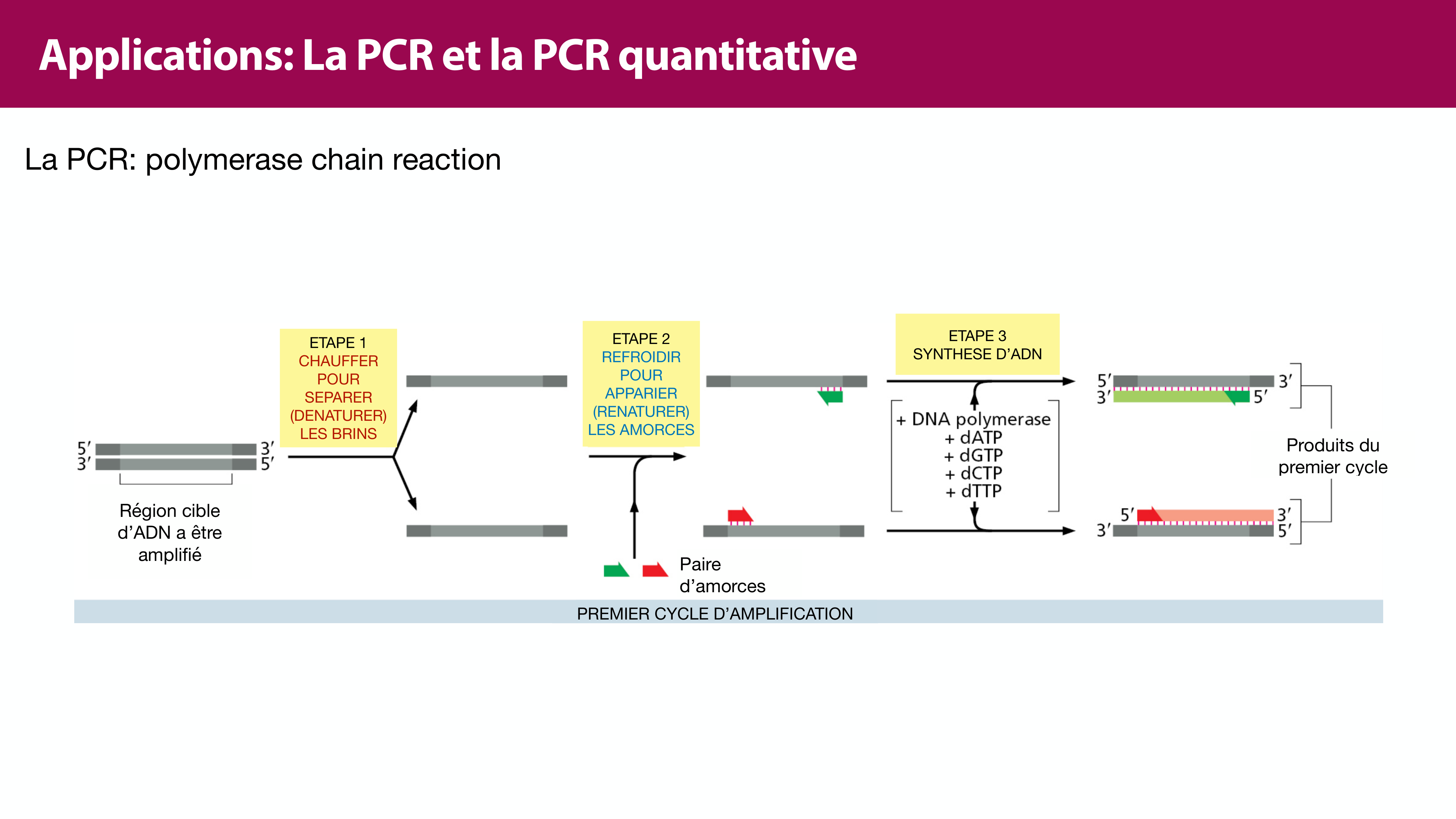Réplication de l'ADN page 47