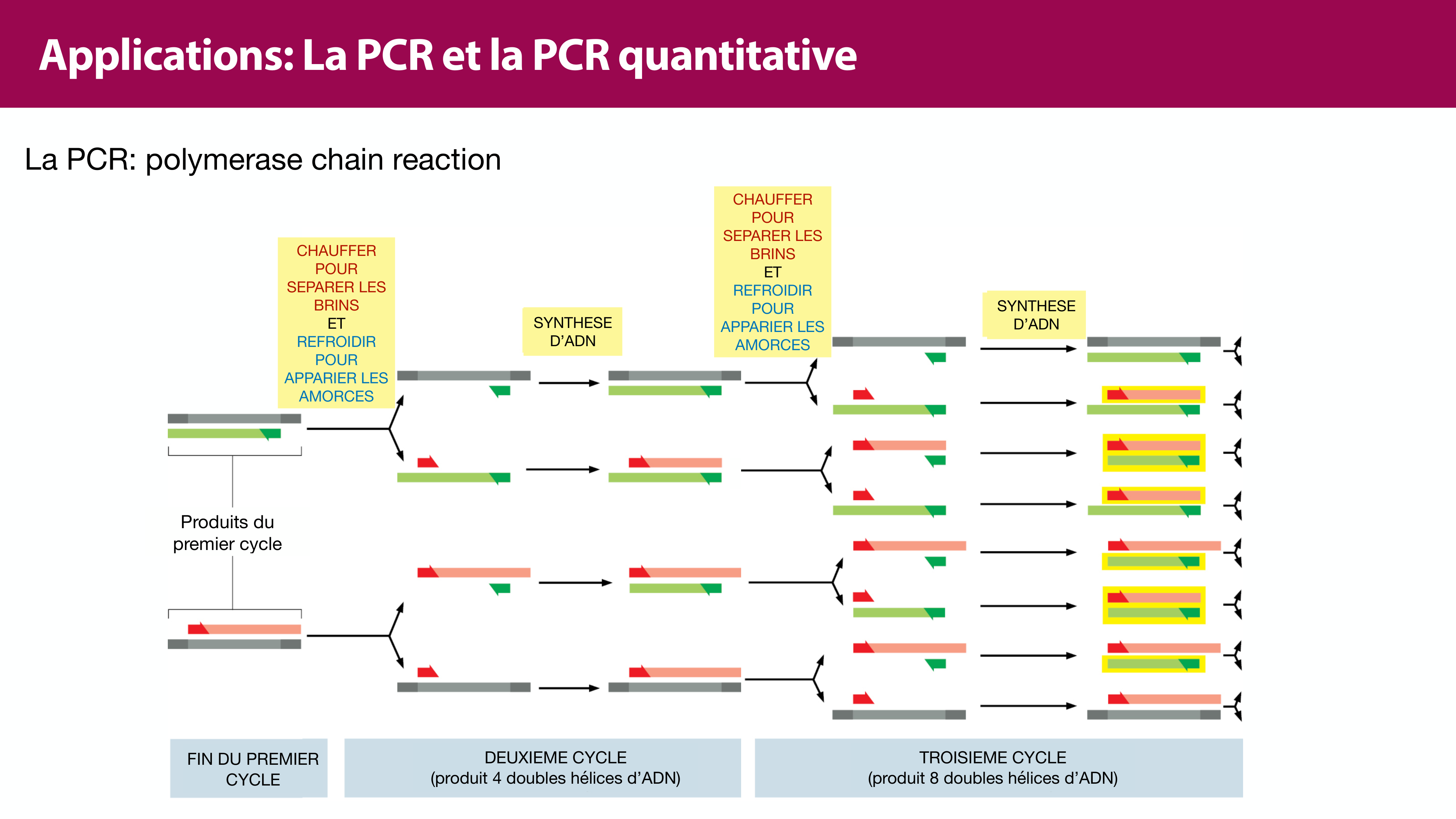 Réplication de l'ADN page 48