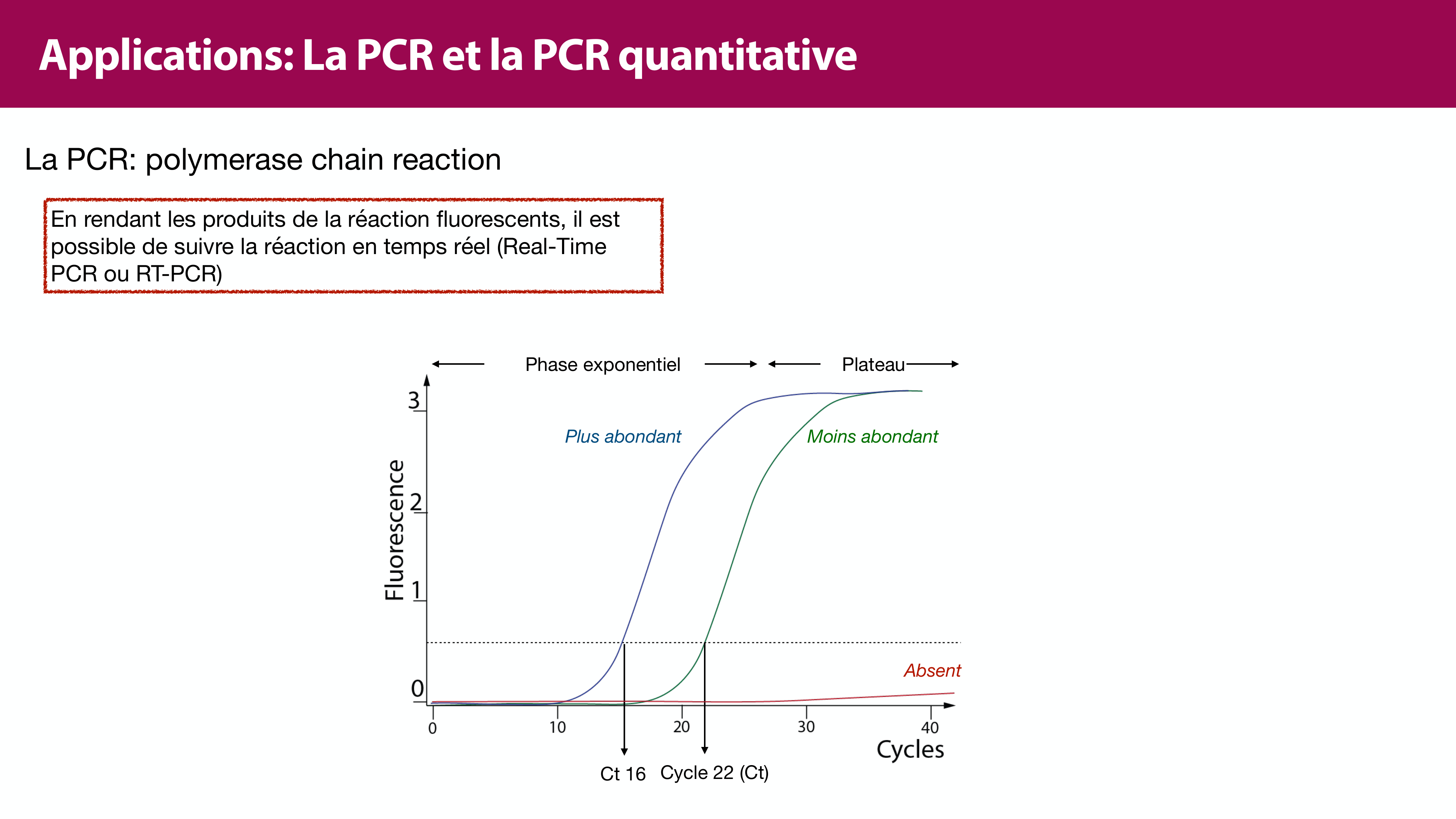 Réplication de l'ADN page 49