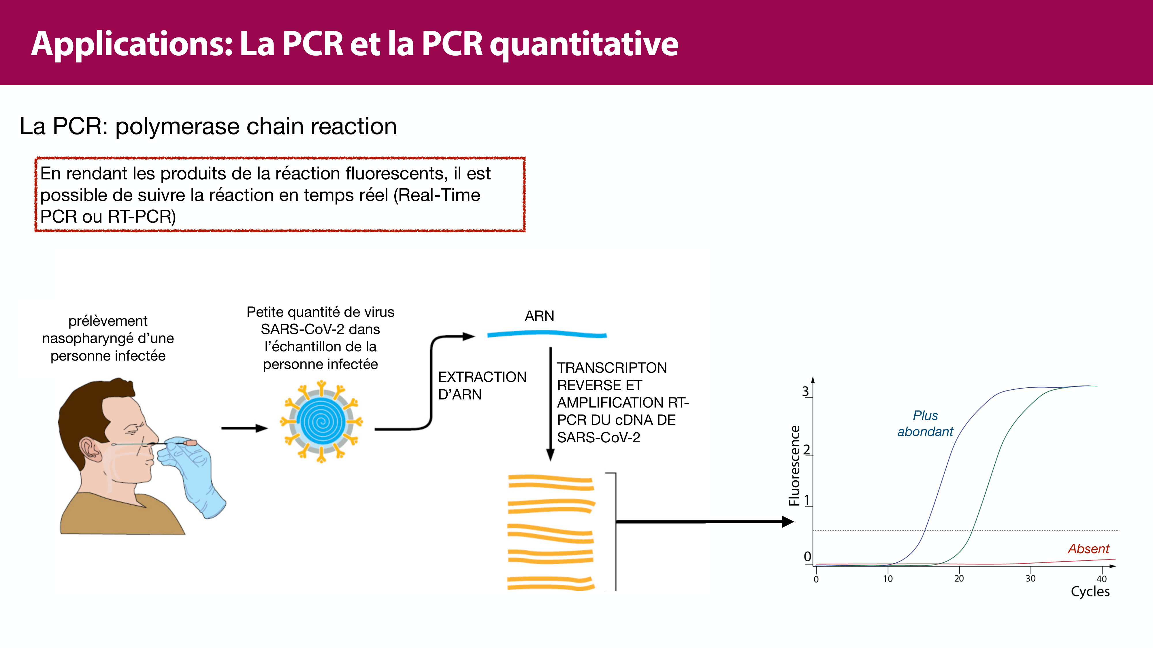 Réplication de l'ADN page 50