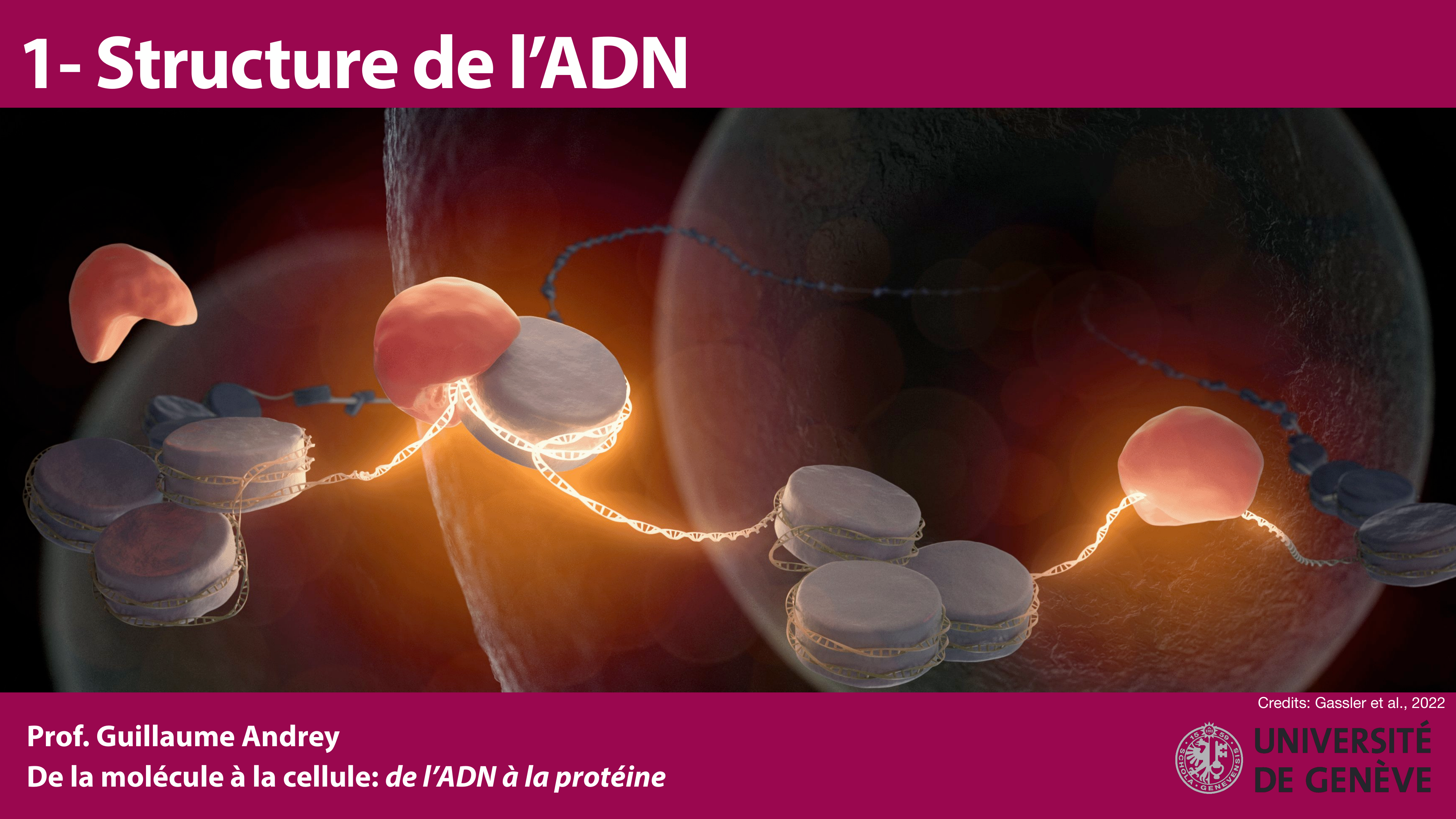 Structure de l'ADN page 1