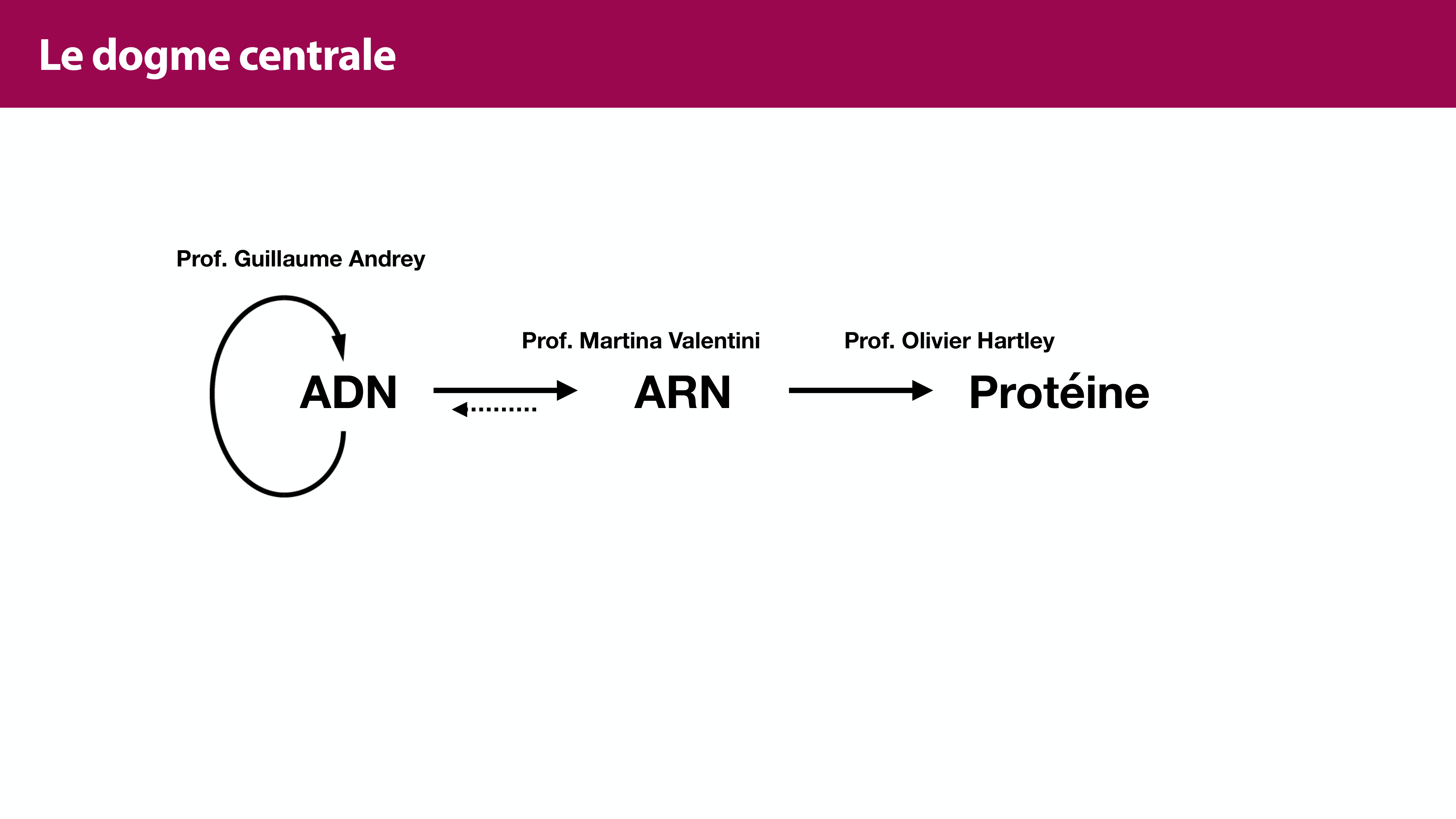 Structure de l'ADN page 4