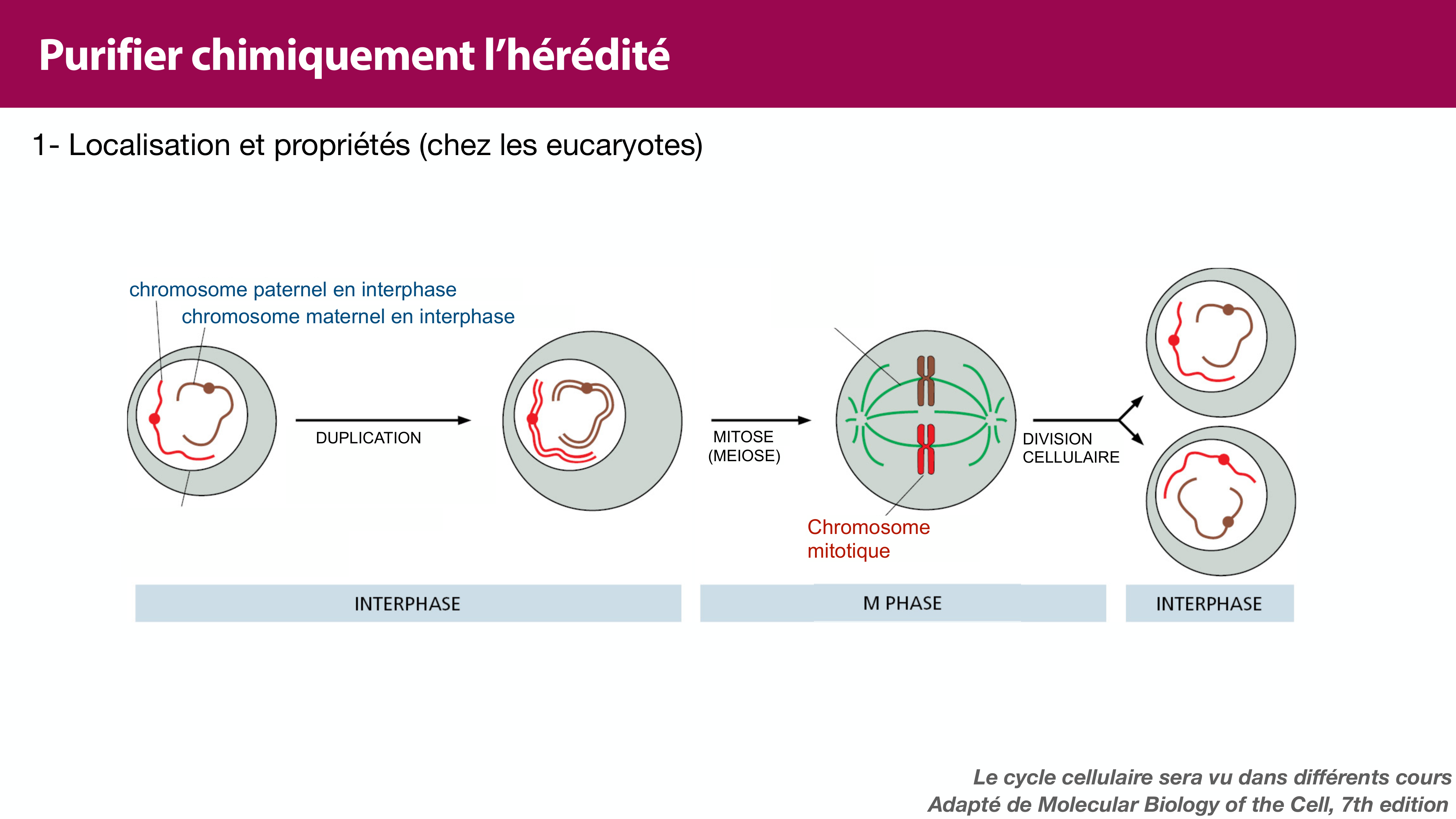 Structure de l'ADN page 9