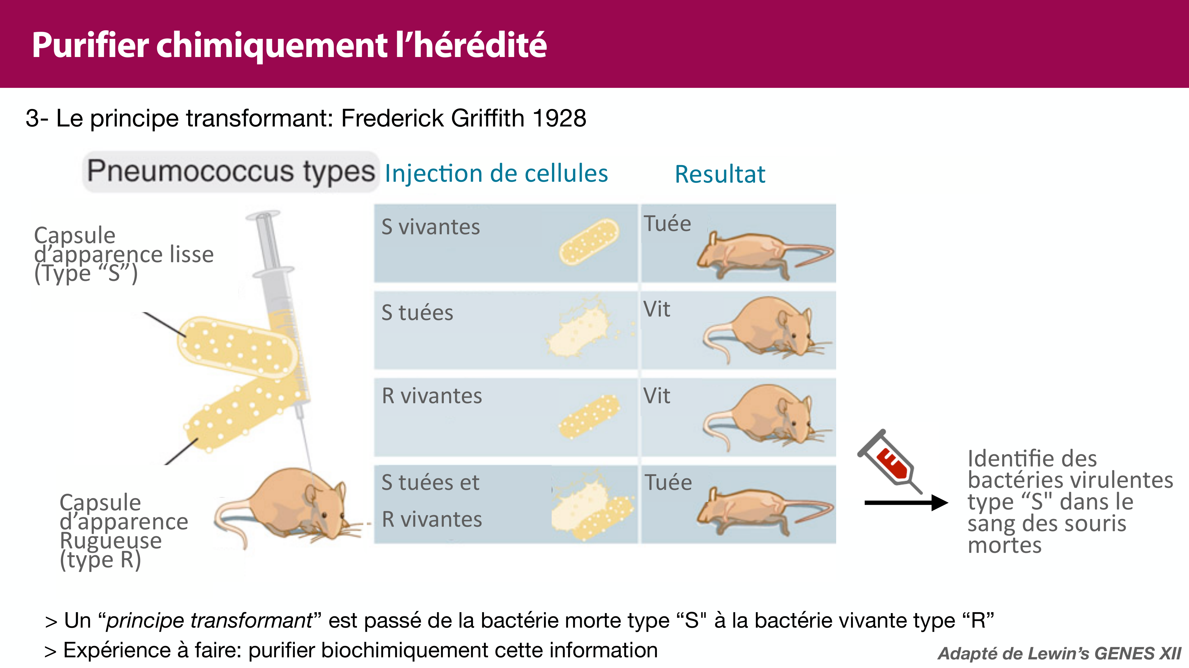 Structure de l'ADN page 12
