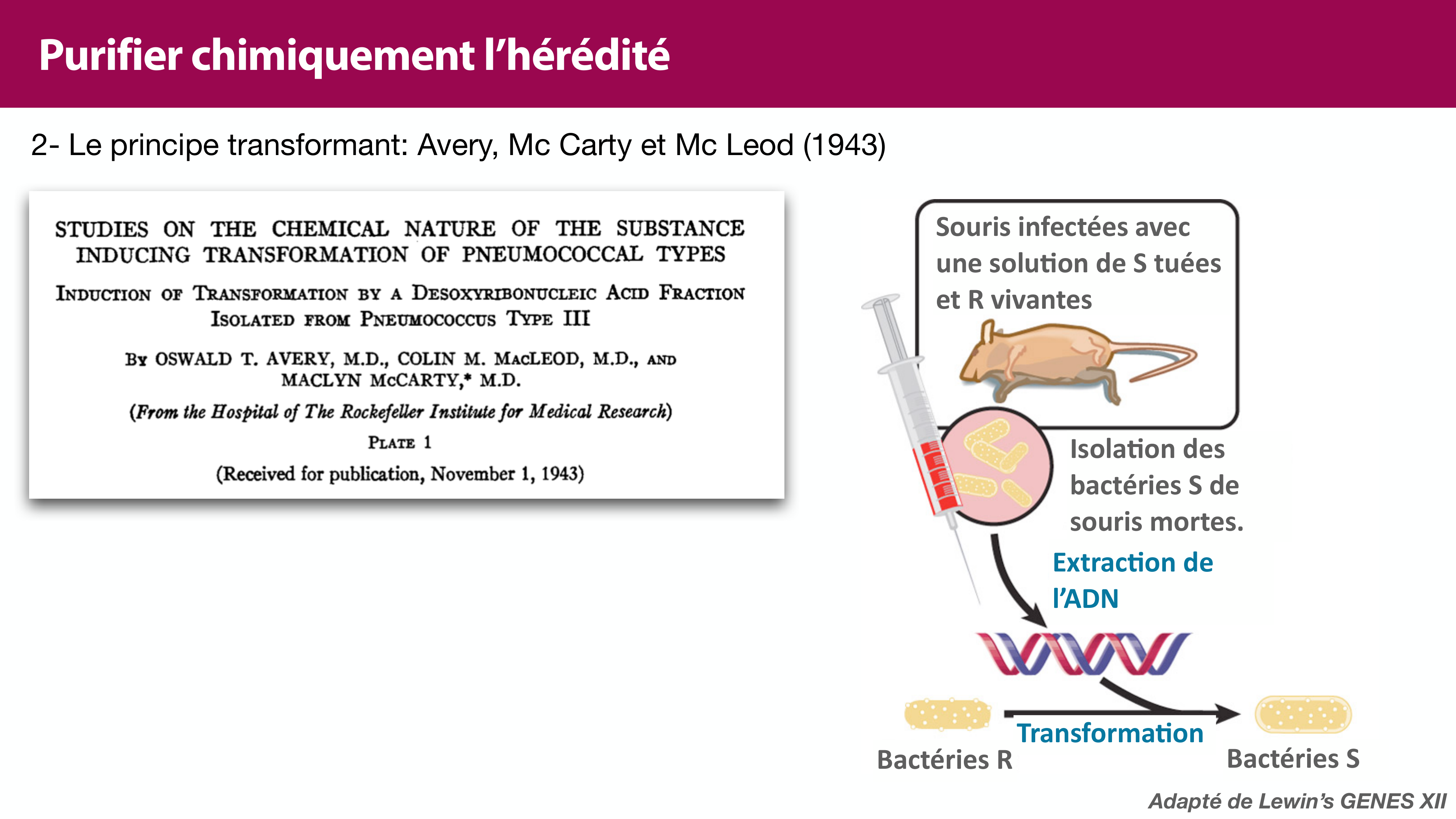 Structure de l'ADN page 13