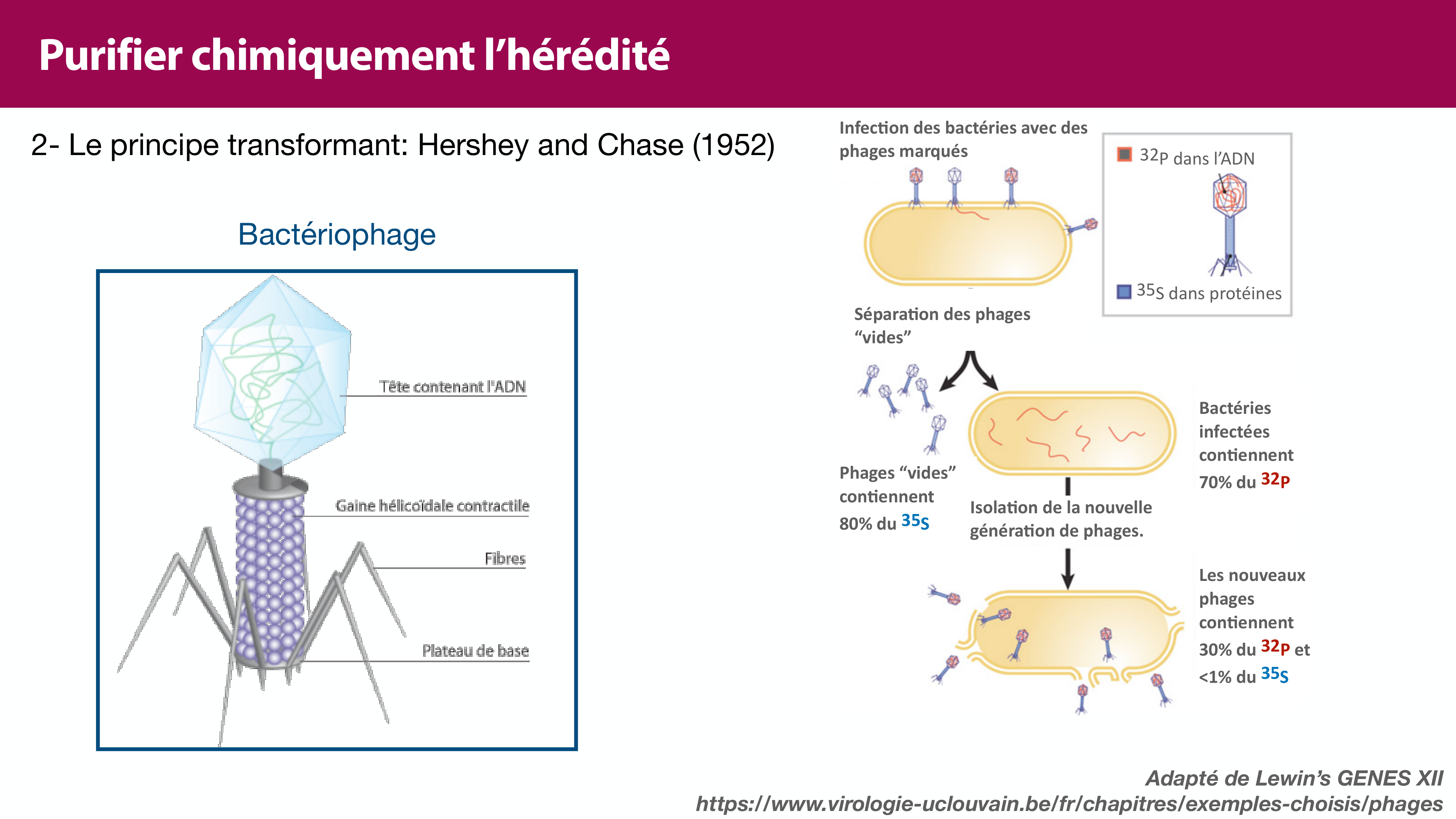Structure de l'ADN page 14