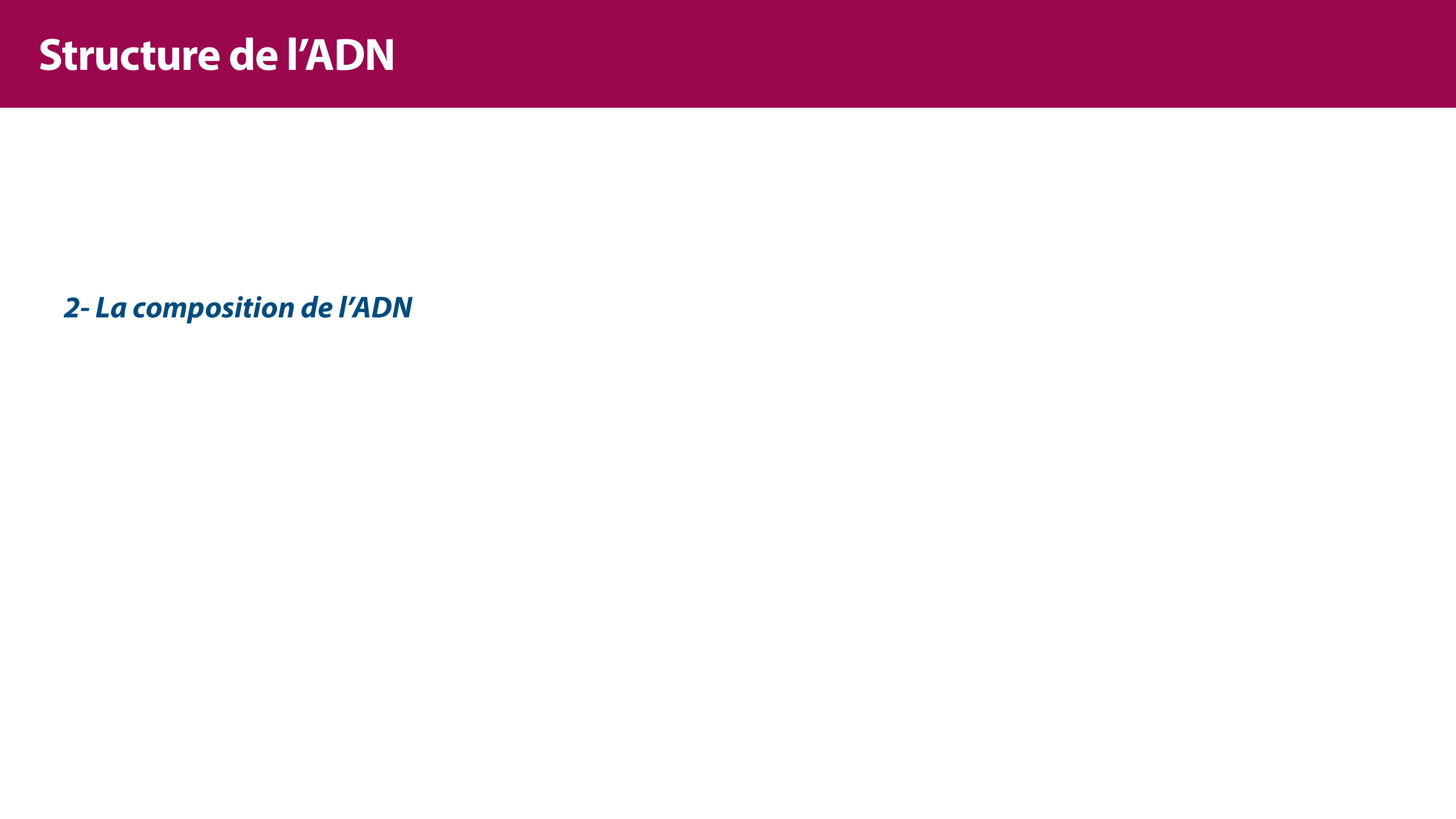 Structure de l'ADN page 15