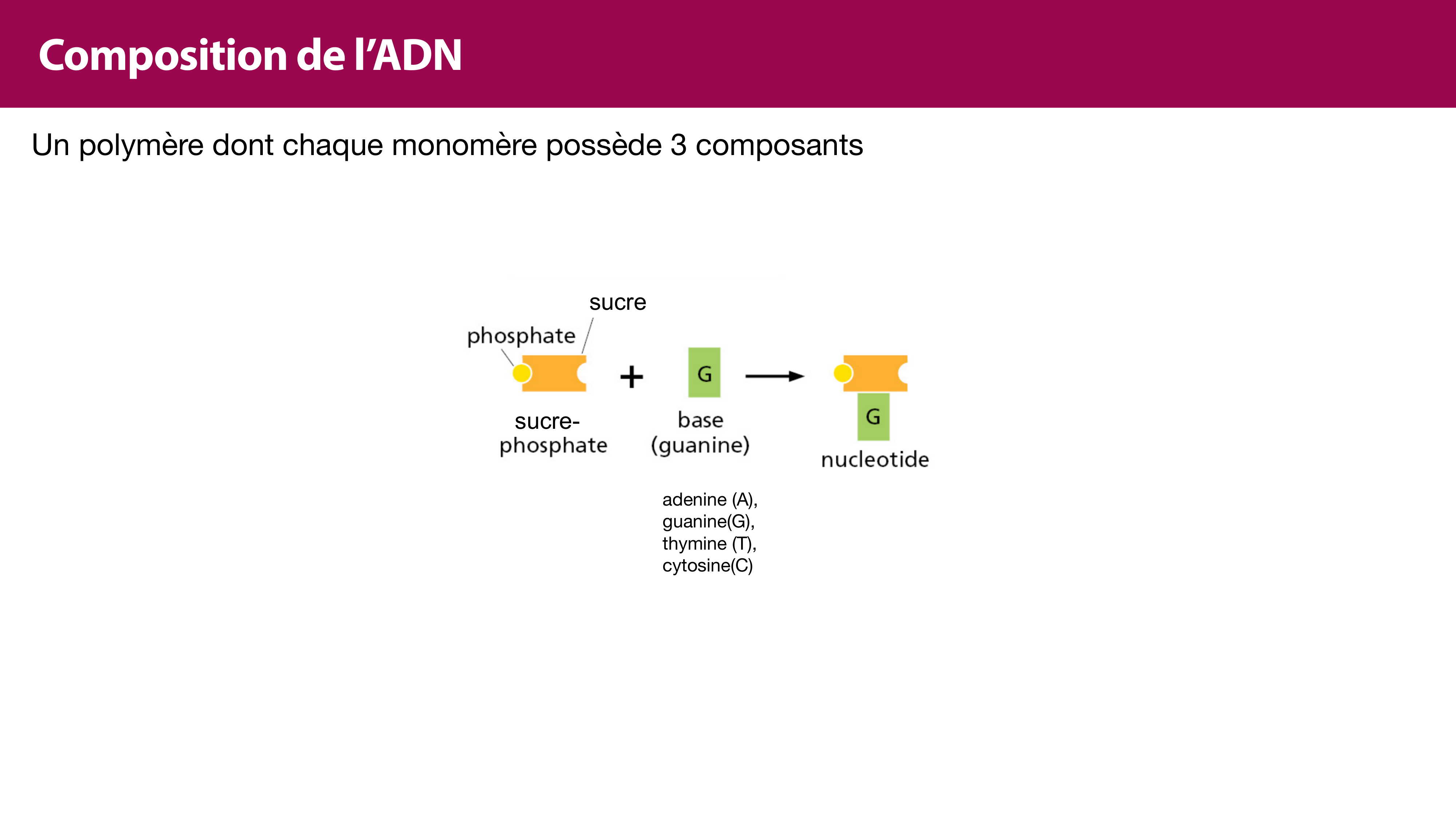 Structure de l'ADN page 16