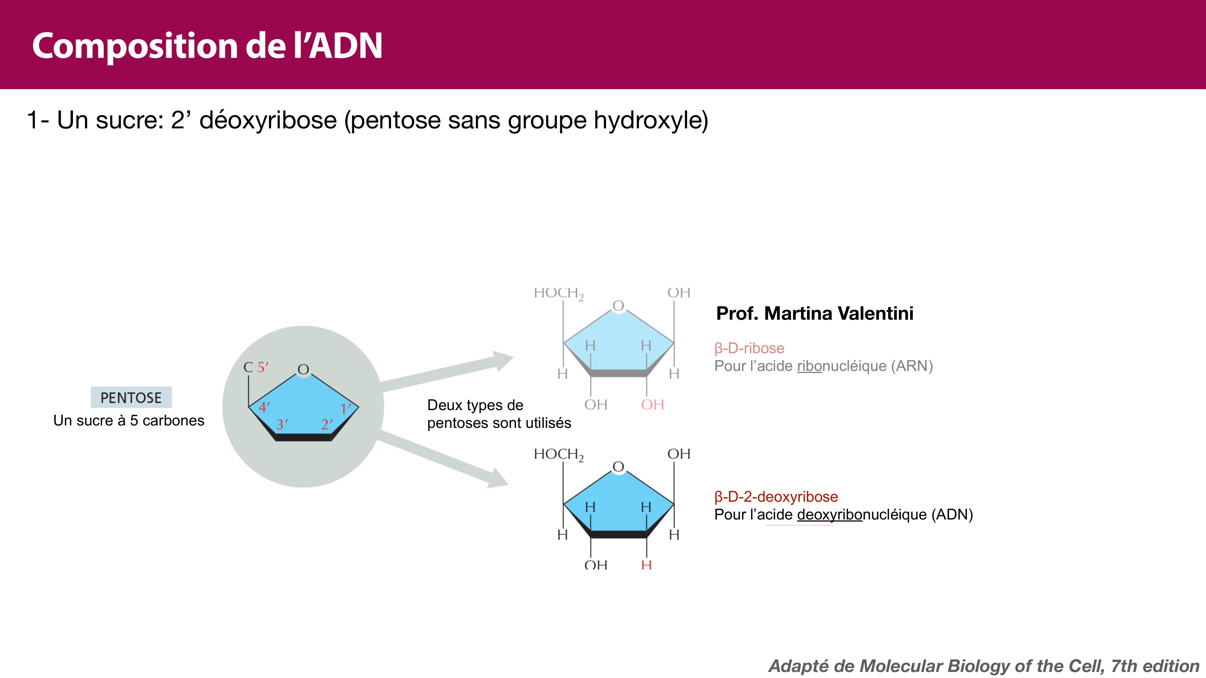 Structure de l'ADN page 17