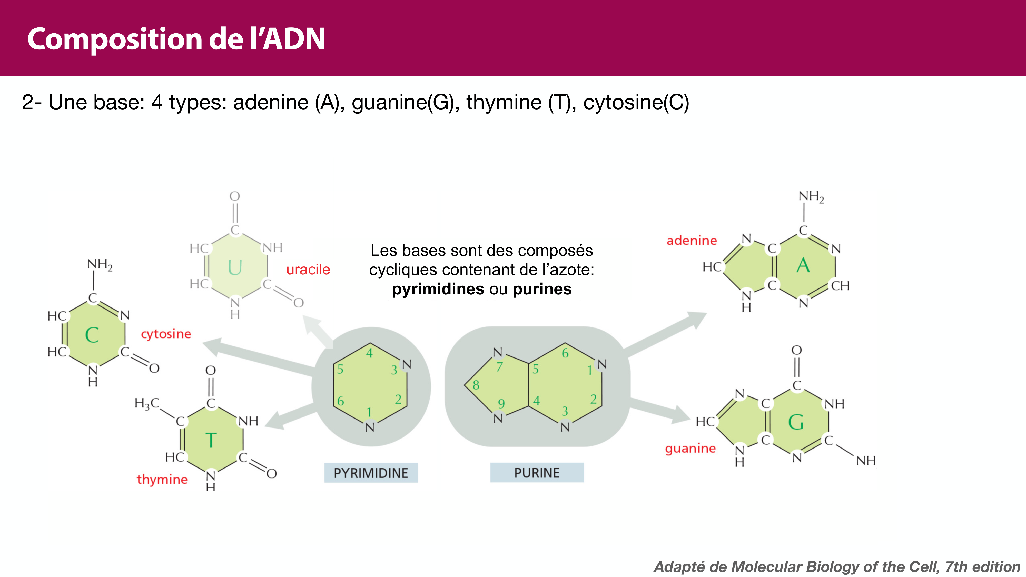 Structure de l'ADN page 18
