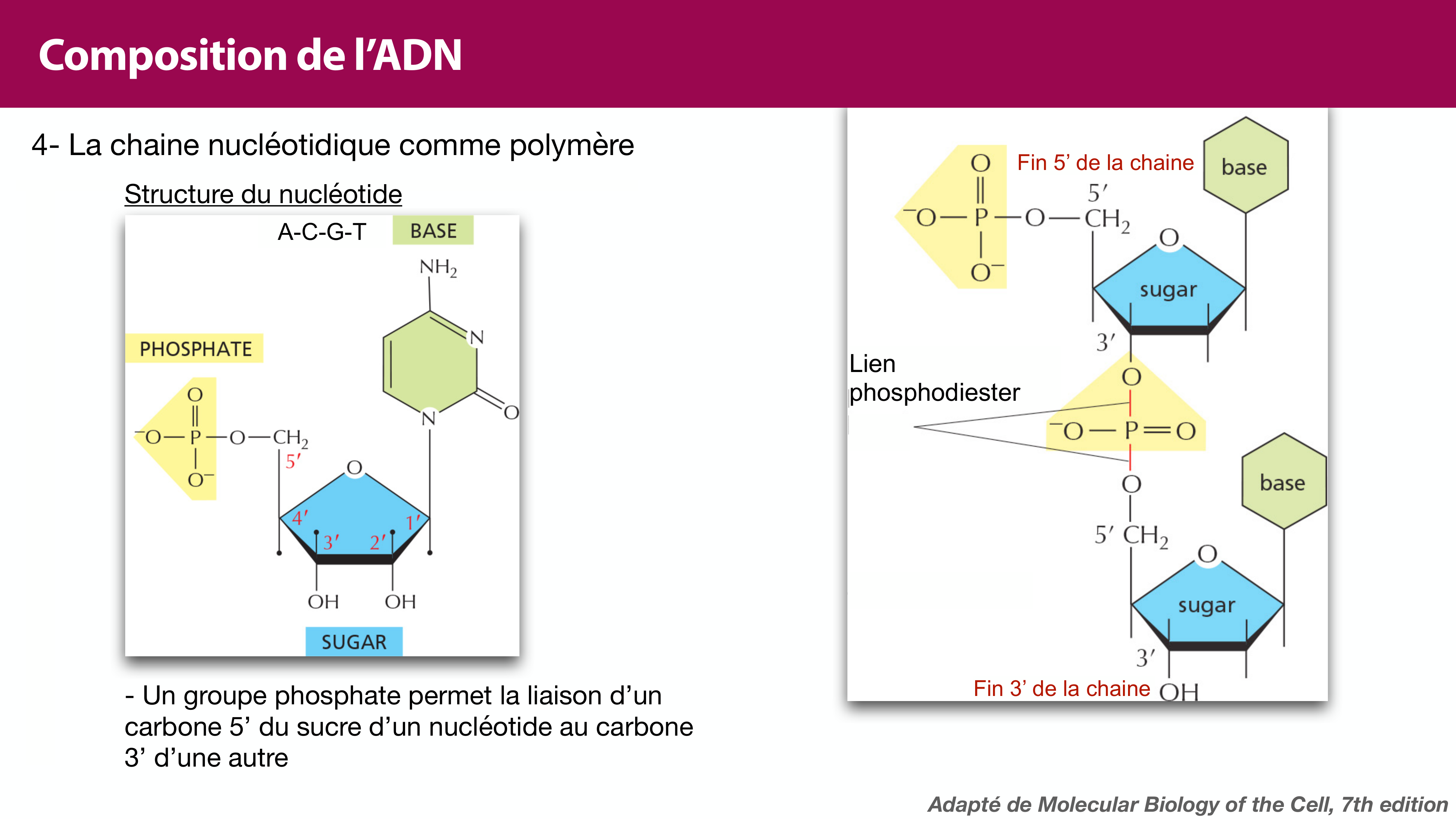 Structure de l'ADN page 19