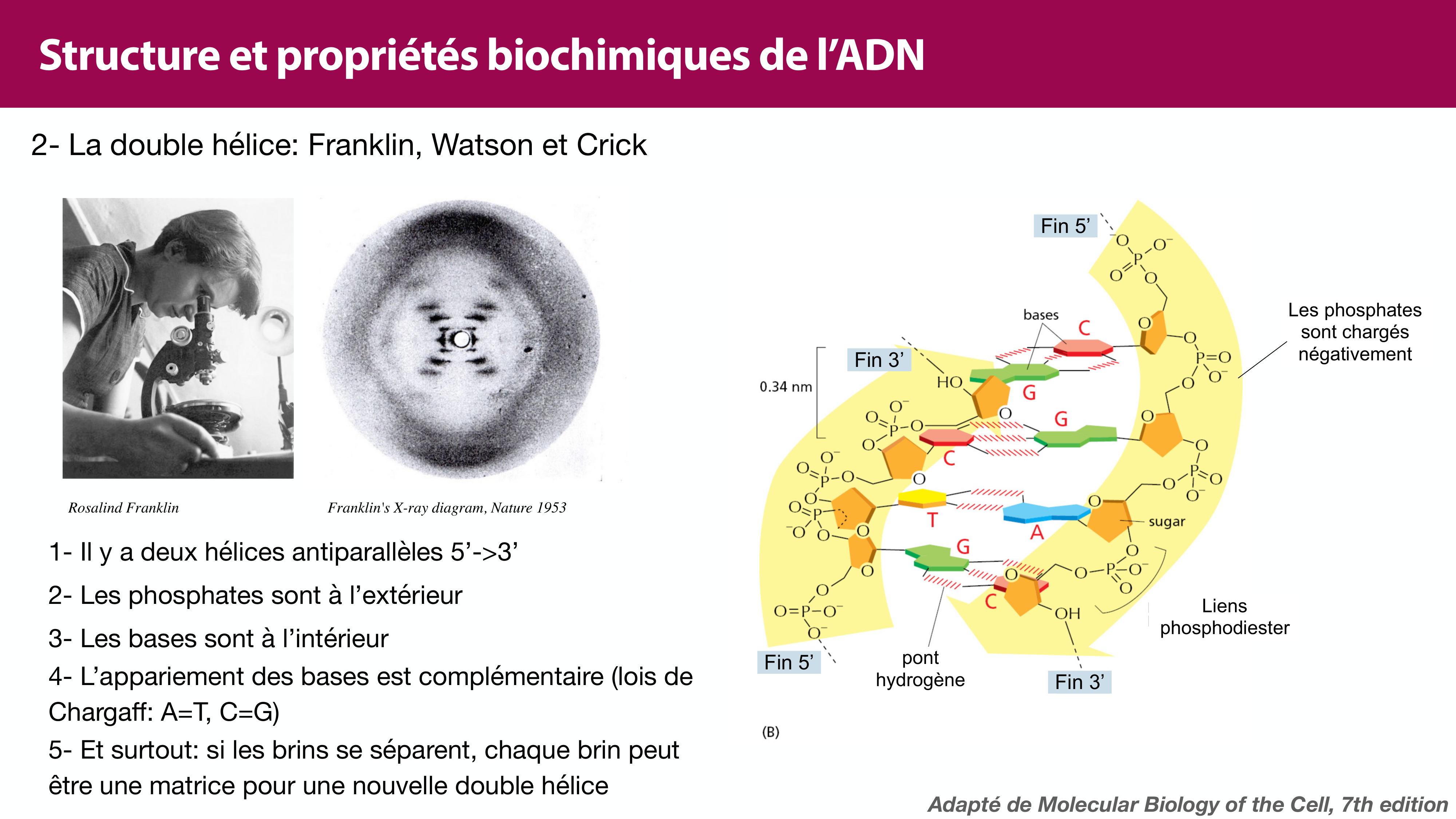 Structure de l'ADN page 22