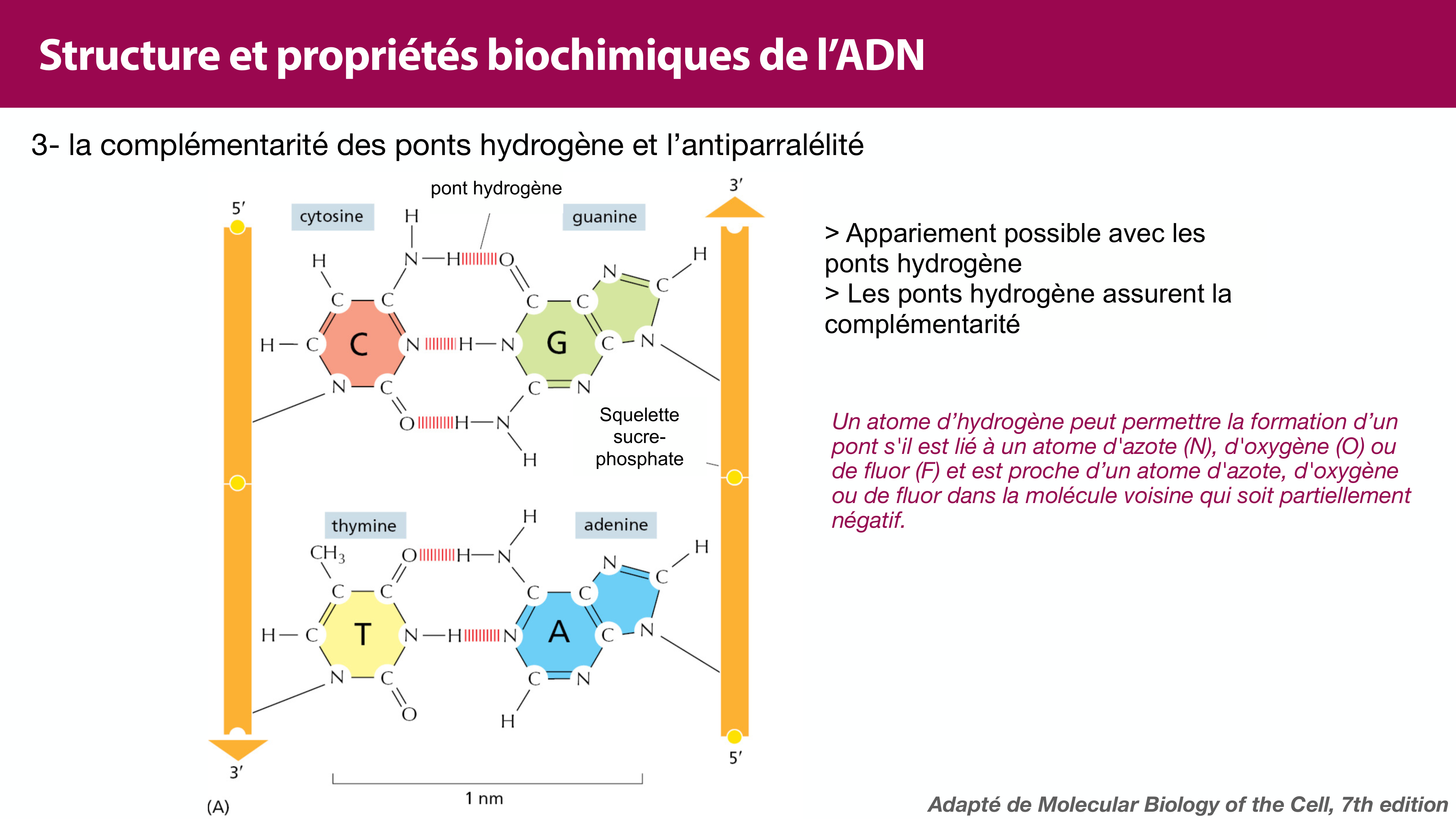 Structure de l'ADN page 24