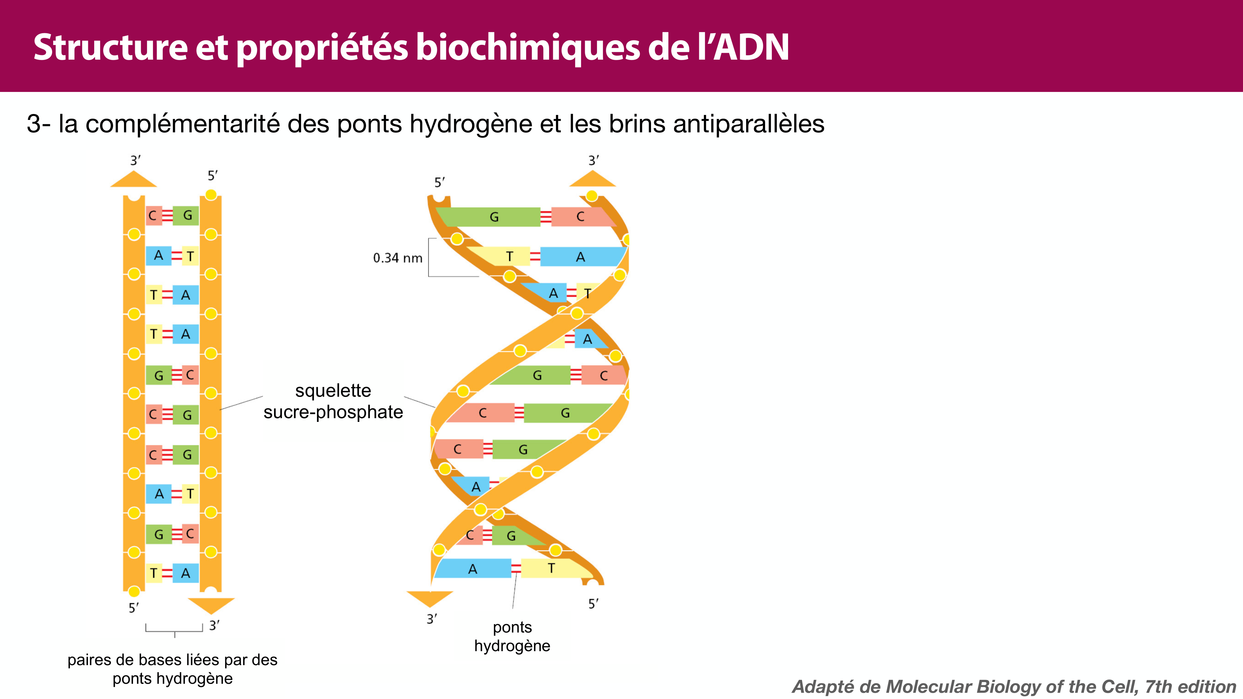 Structure de l'ADN page 25