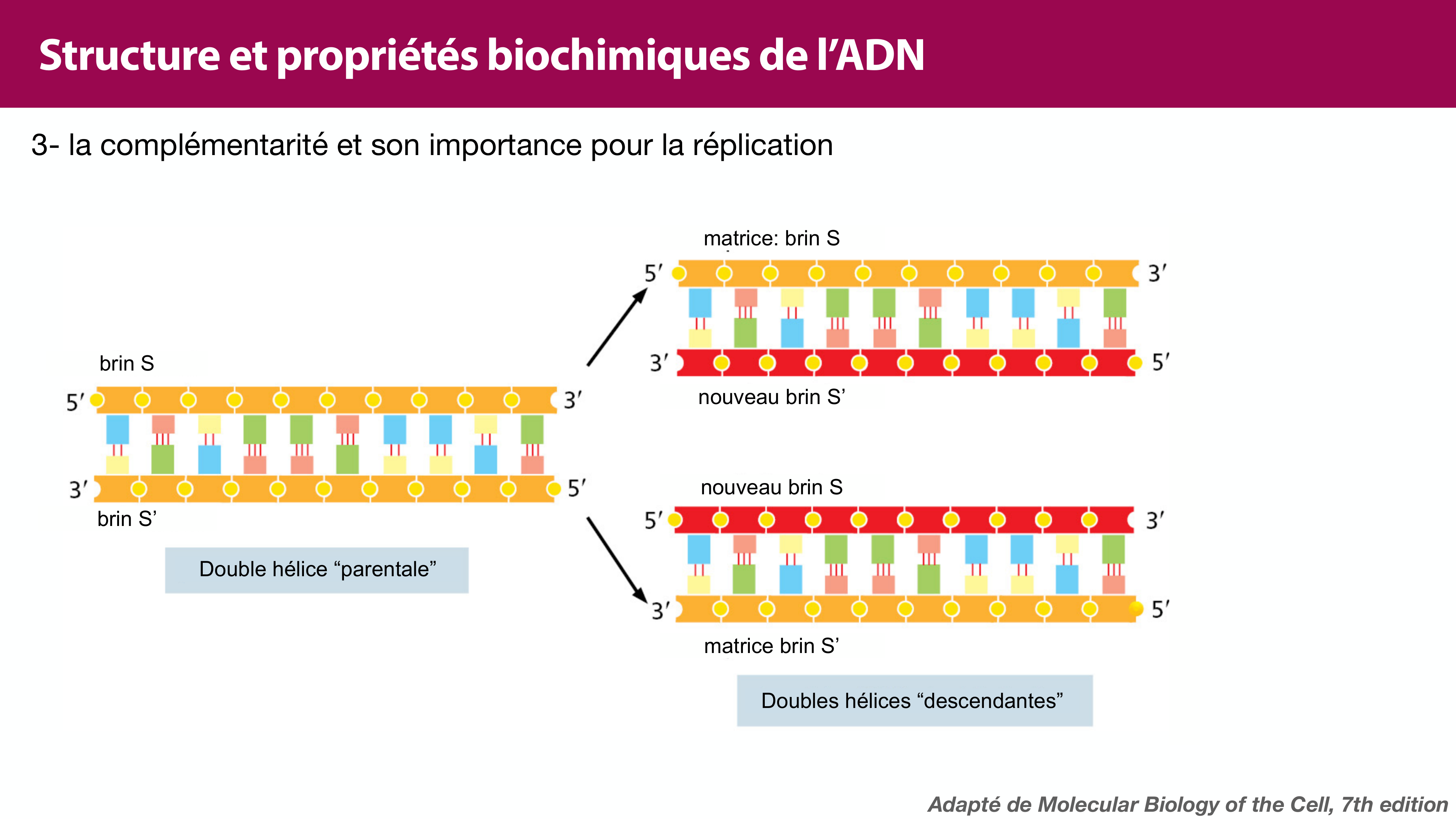 Structure de l'ADN page 26