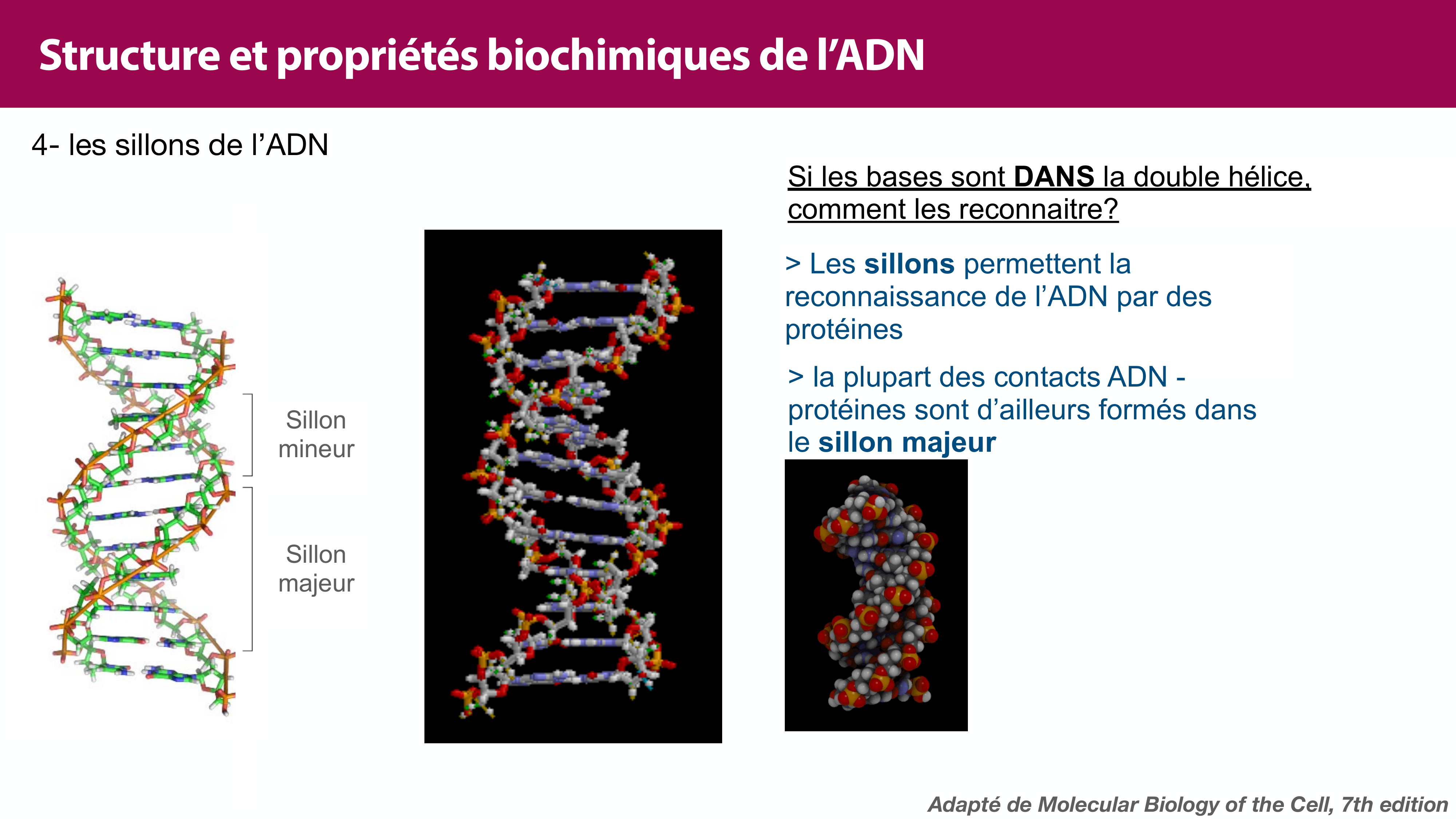 Structure de l'ADN page 28