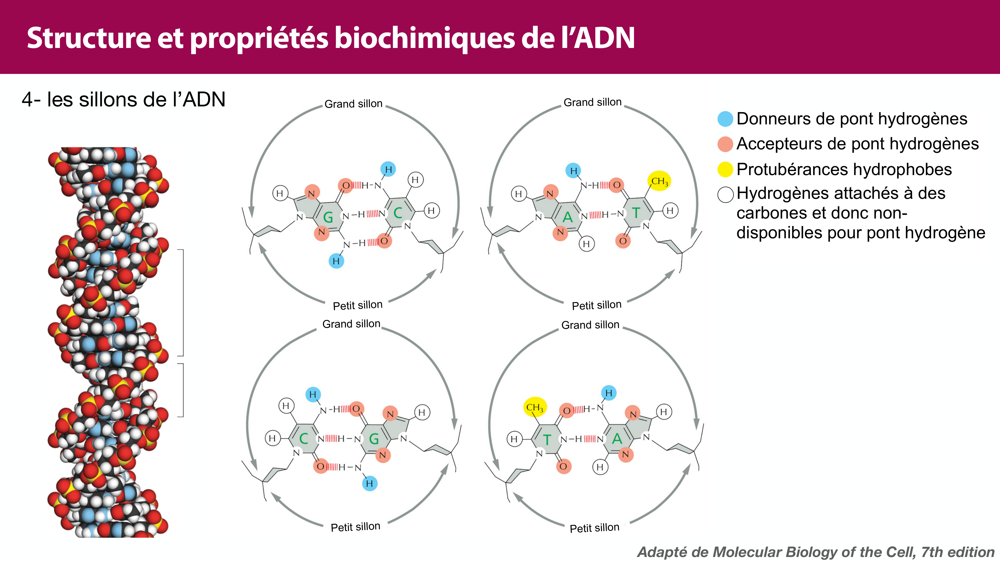Structure de l'ADN page 29