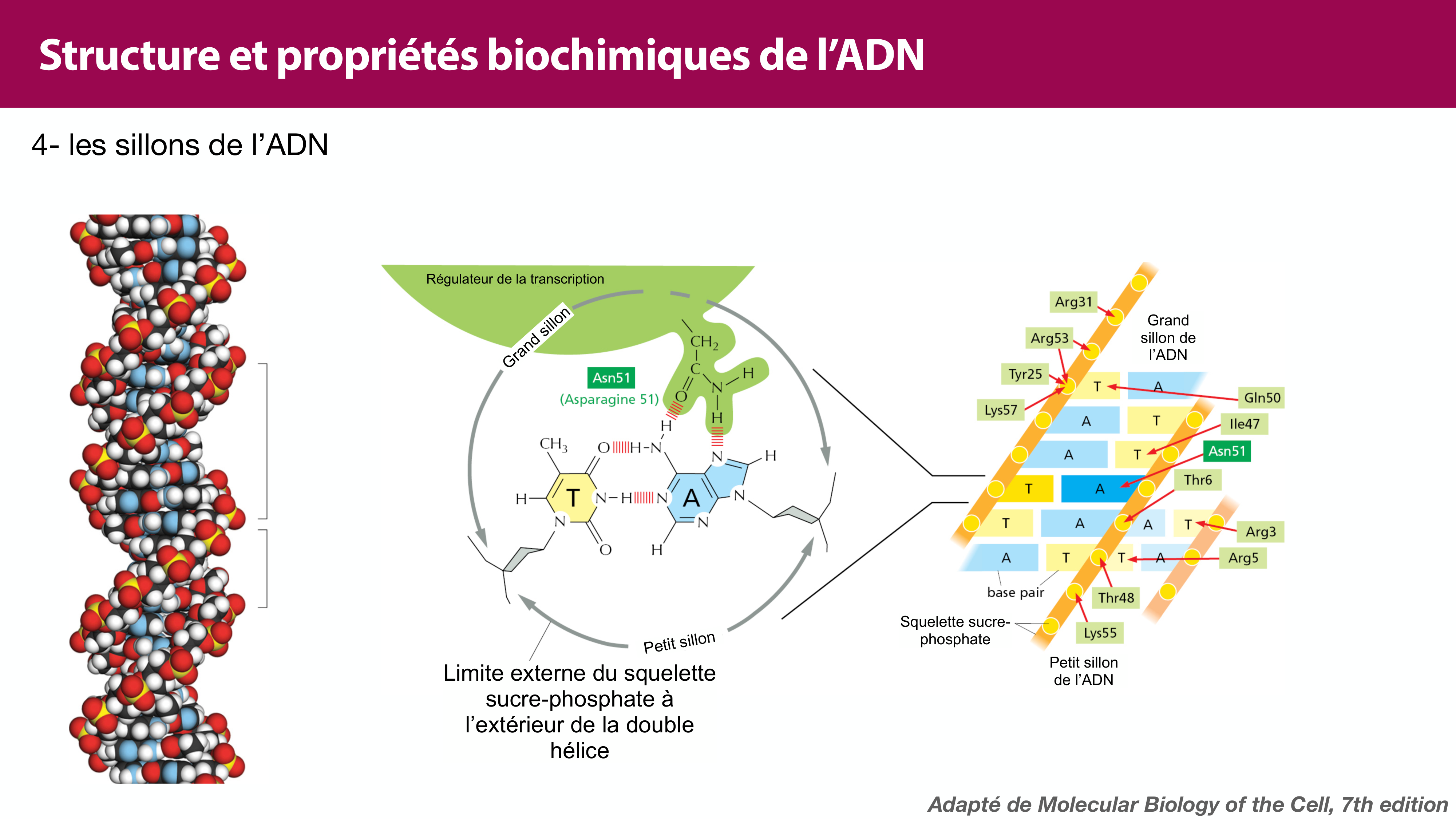 Structure de l'ADN page 30