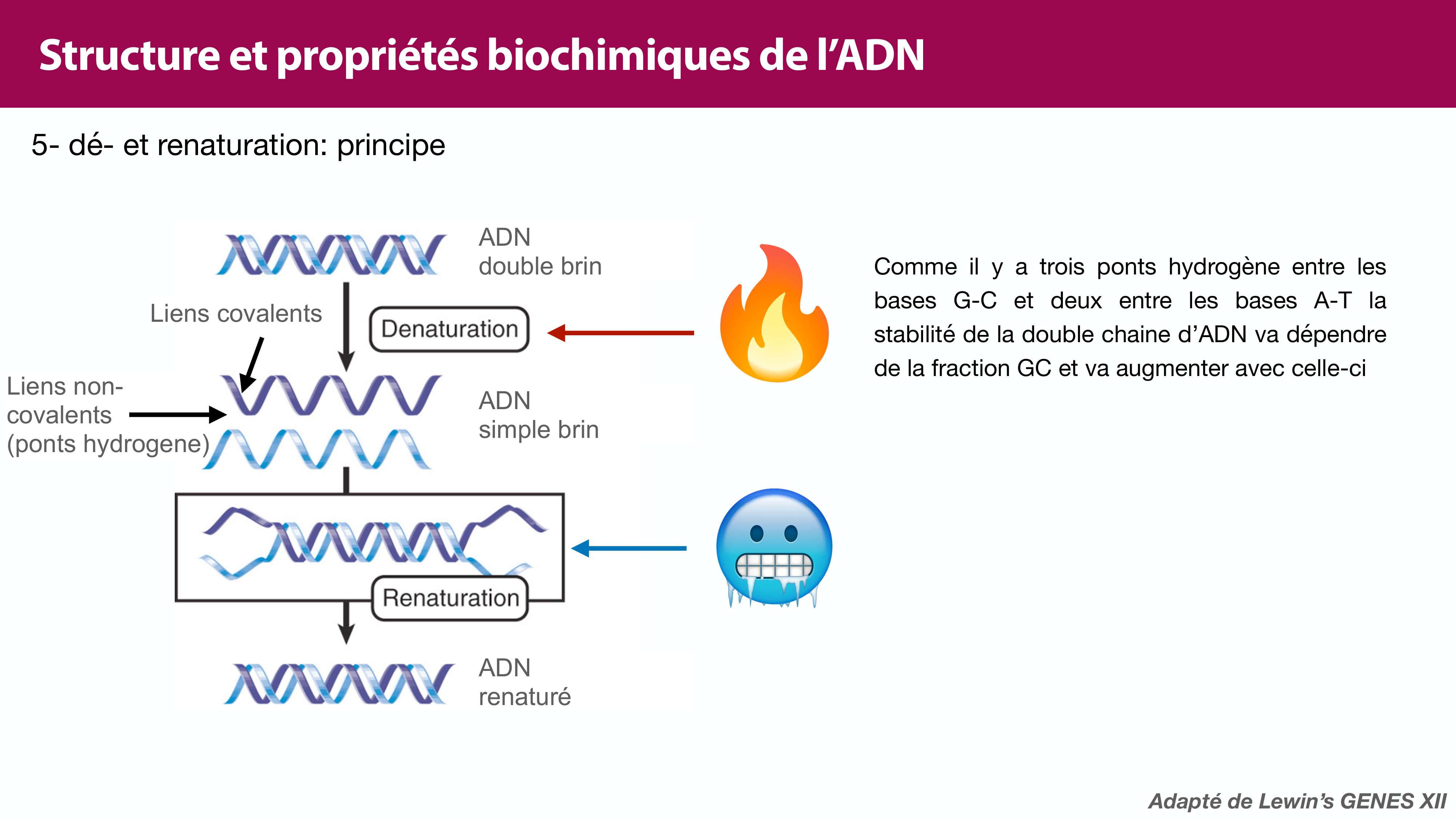Structure de l'ADN page 32