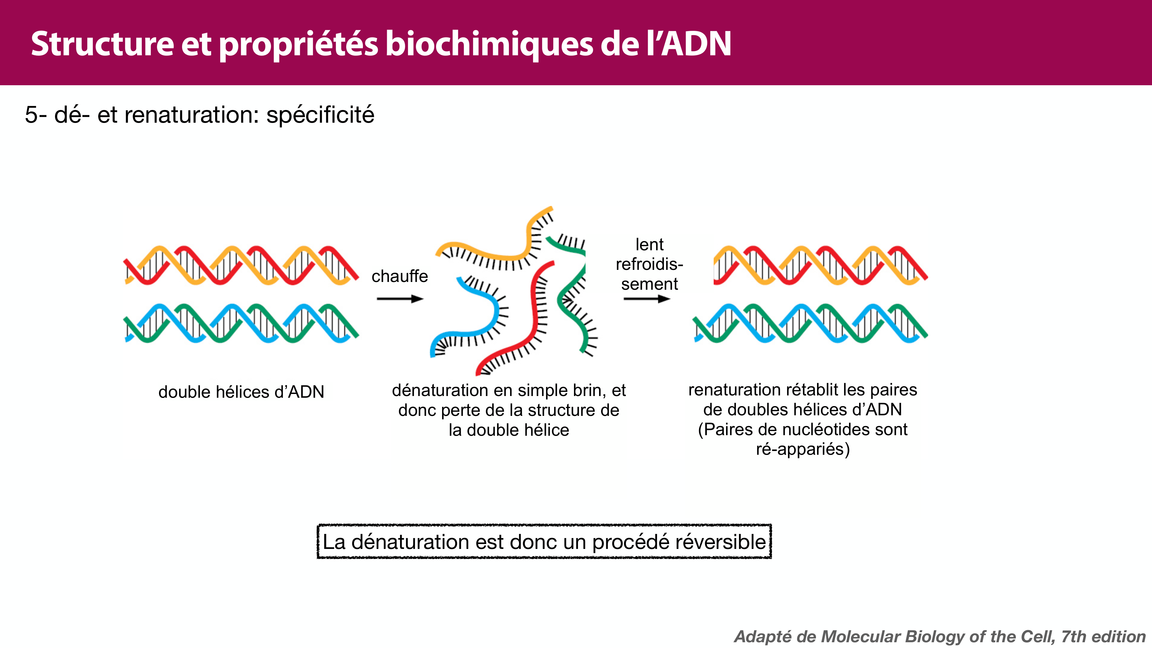 Structure de l'ADN page 33