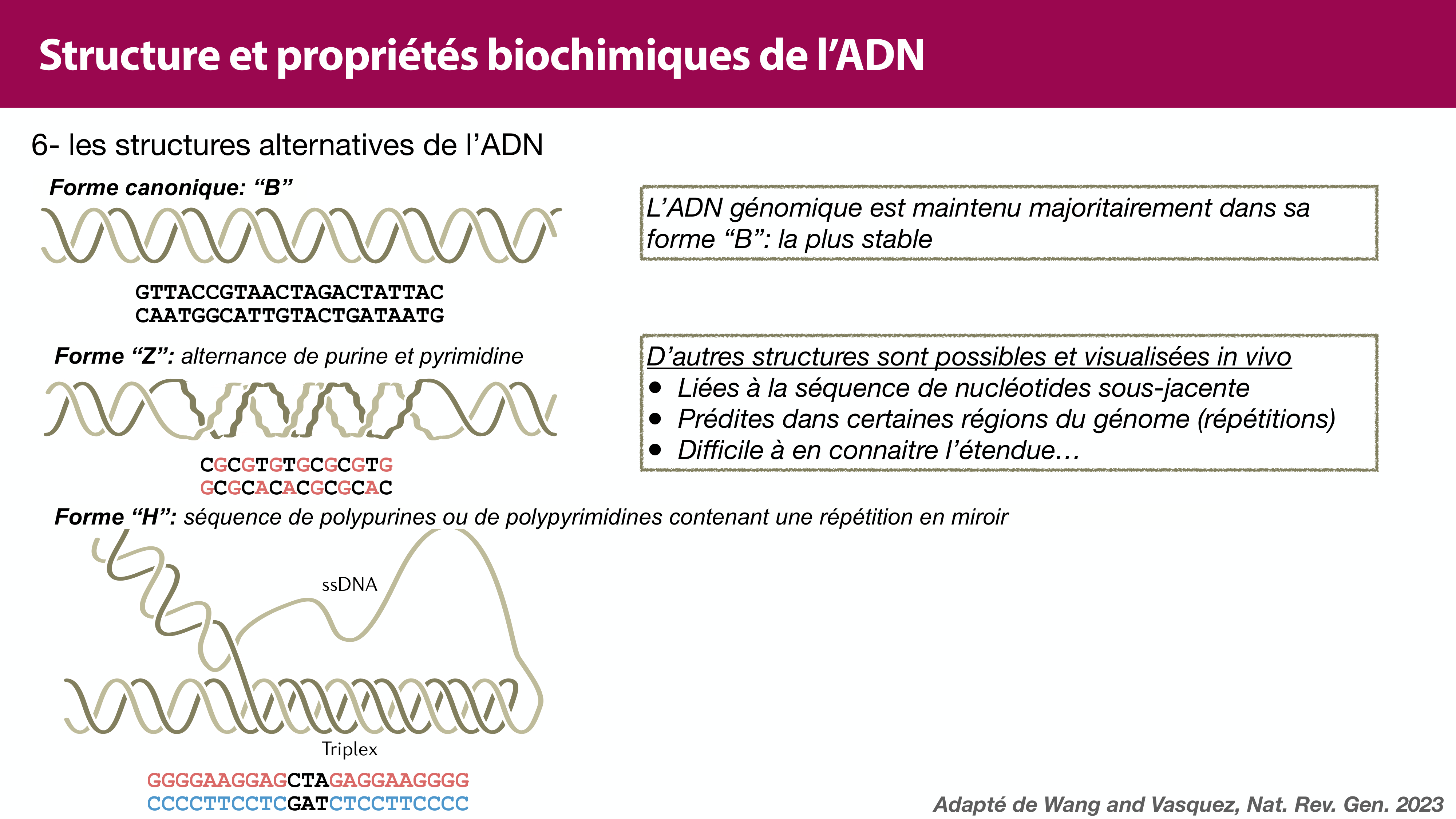 Structure de l'ADN page 34