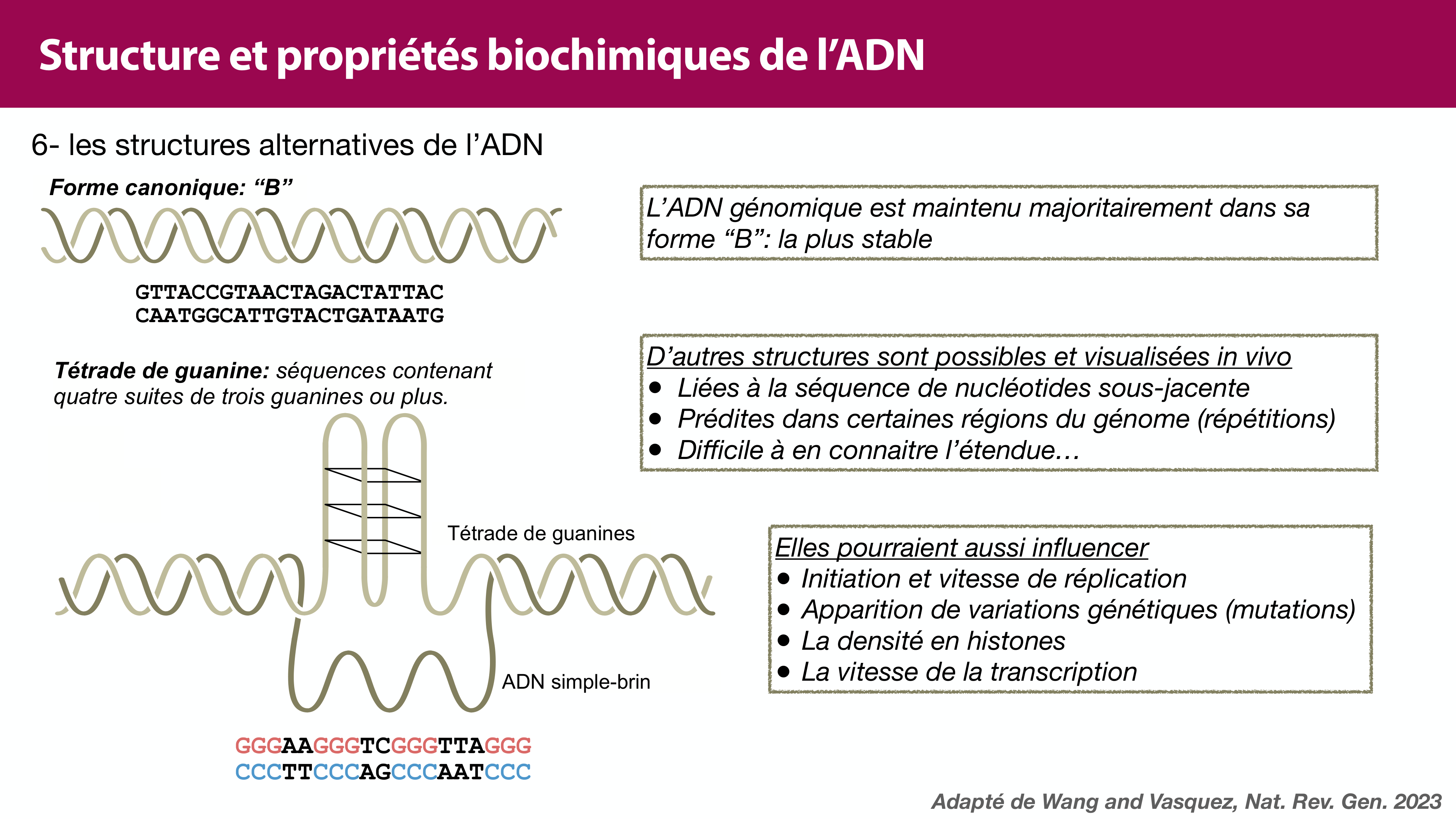 Structure de l'ADN page 35