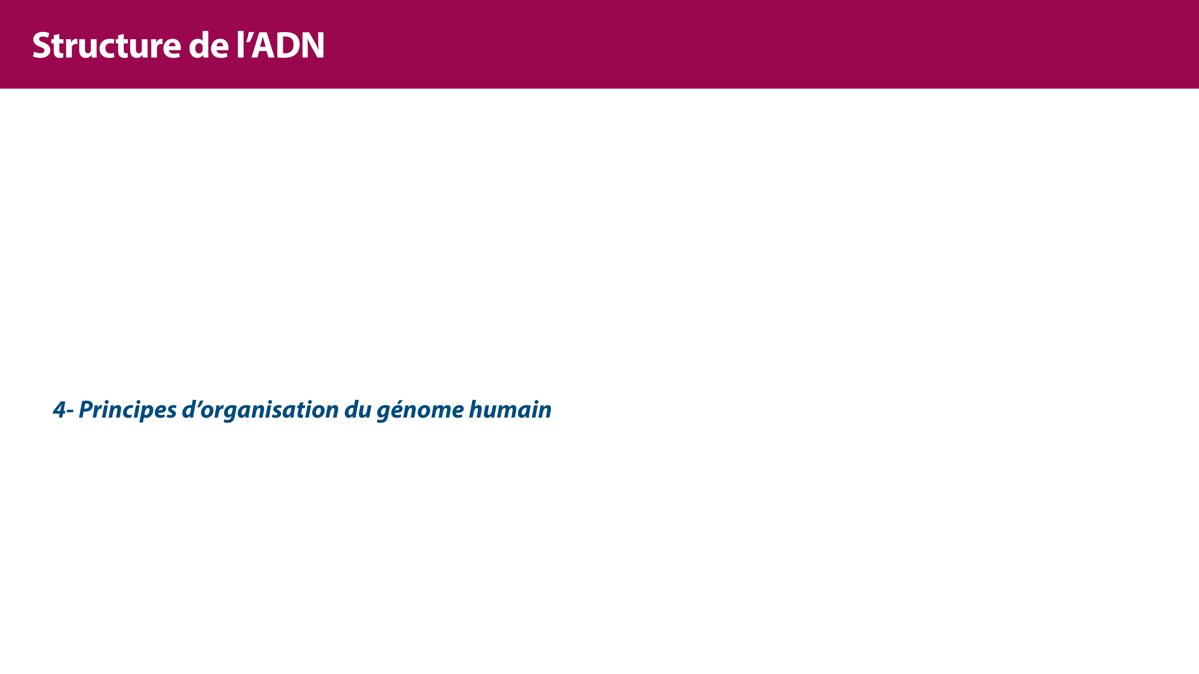 Structure de l'ADN page 36