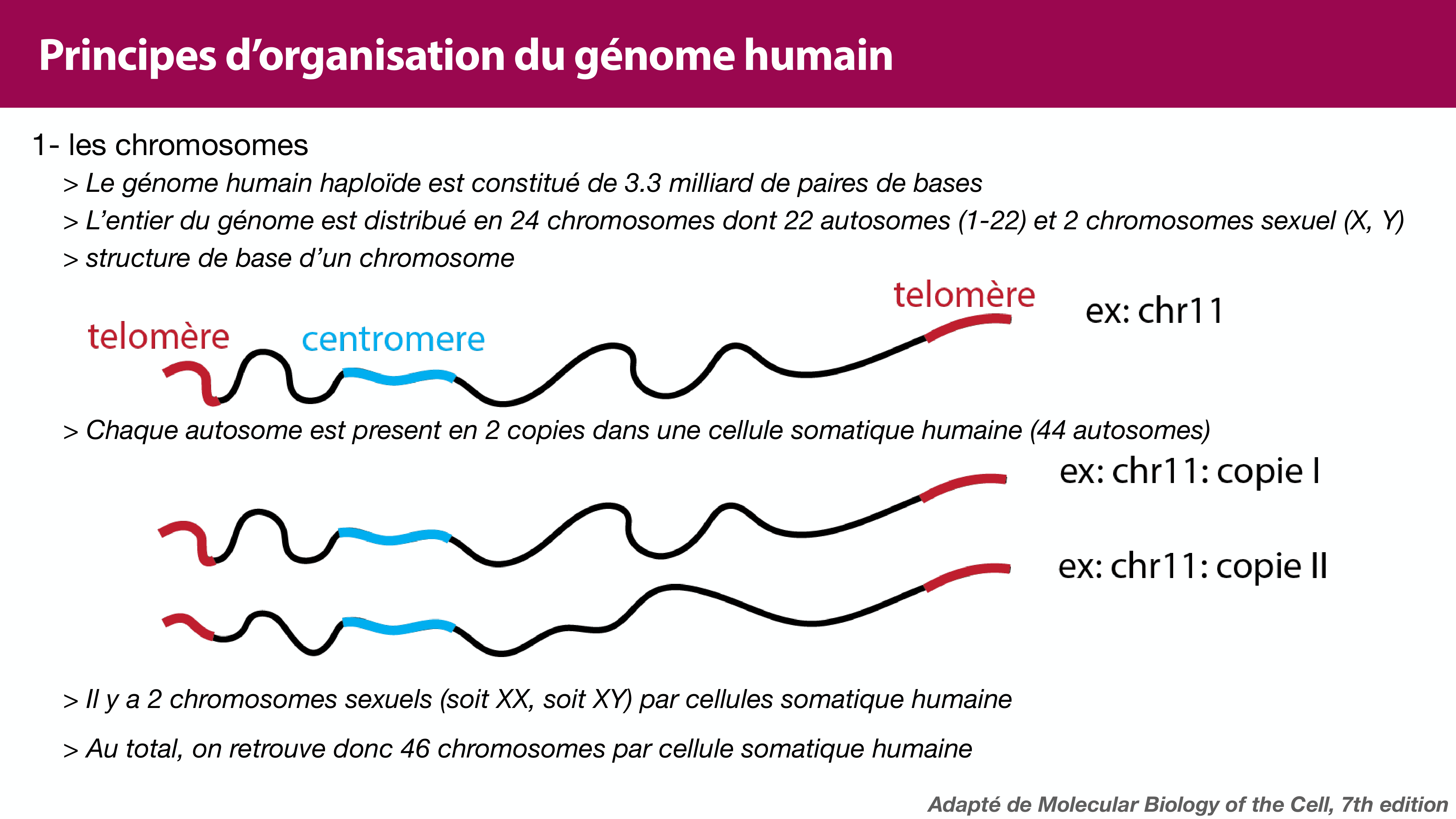 Structure de l'ADN page 37