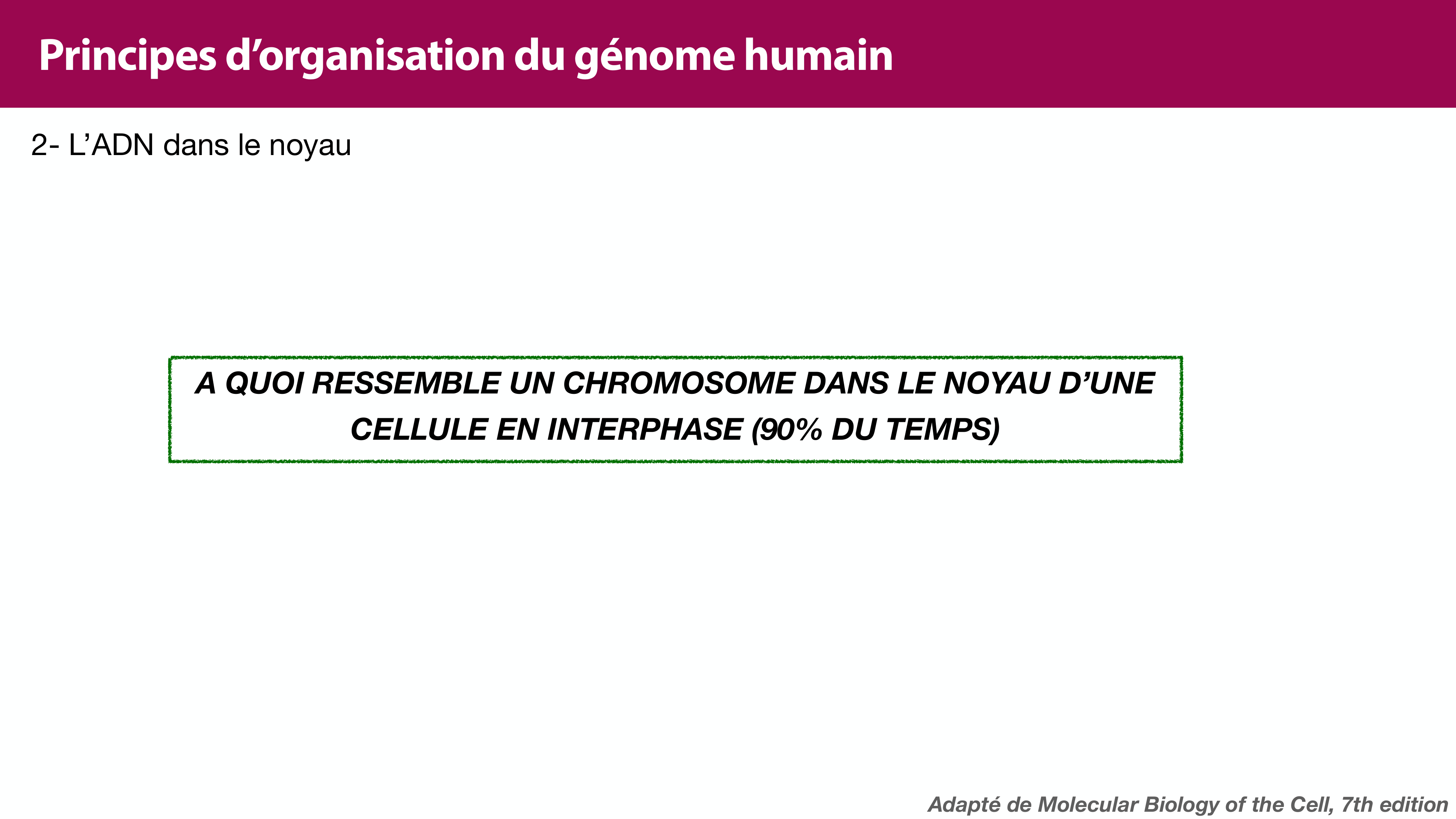 Structure de l'ADN page 38