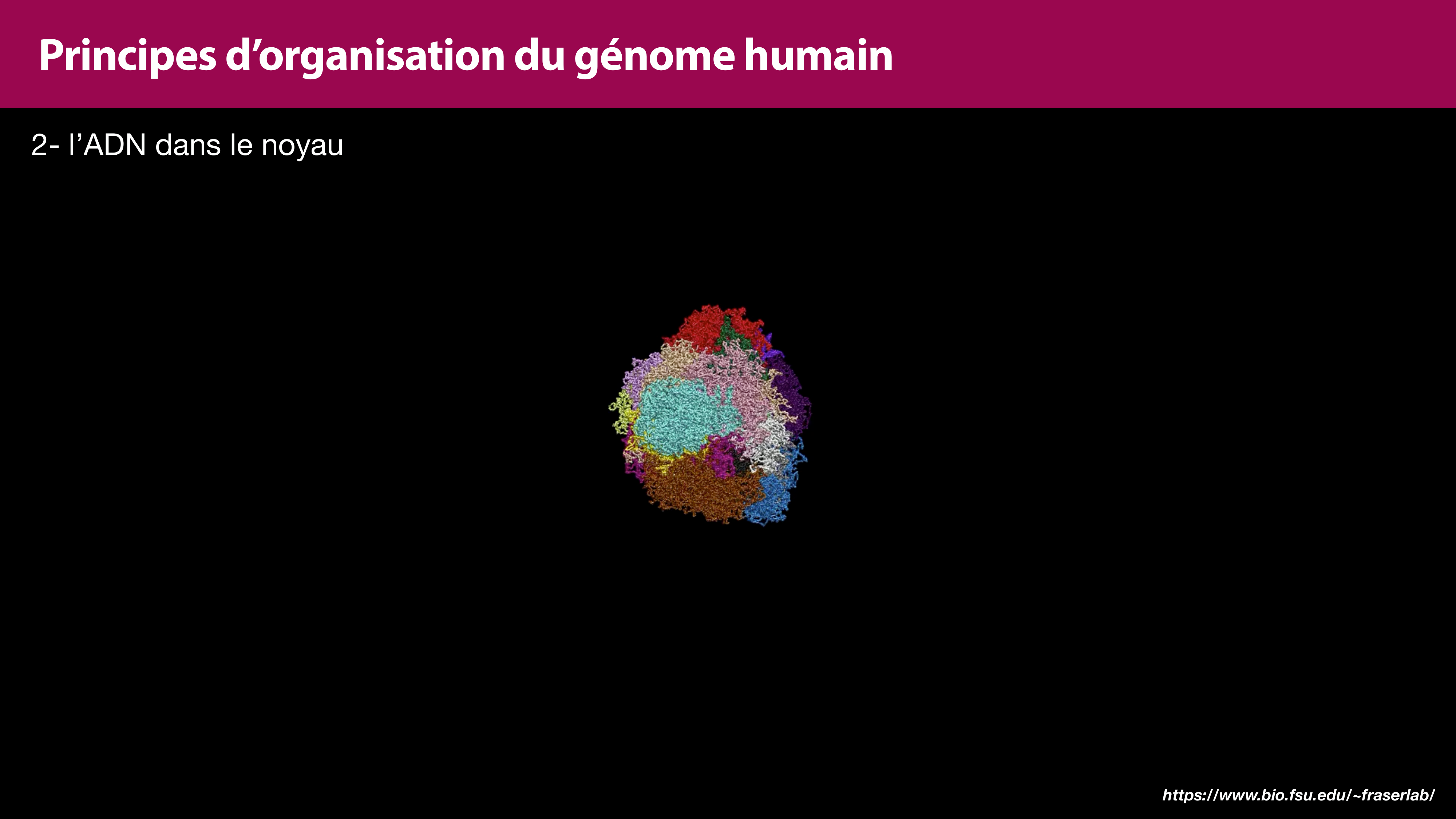 Structure de l'ADN page 39