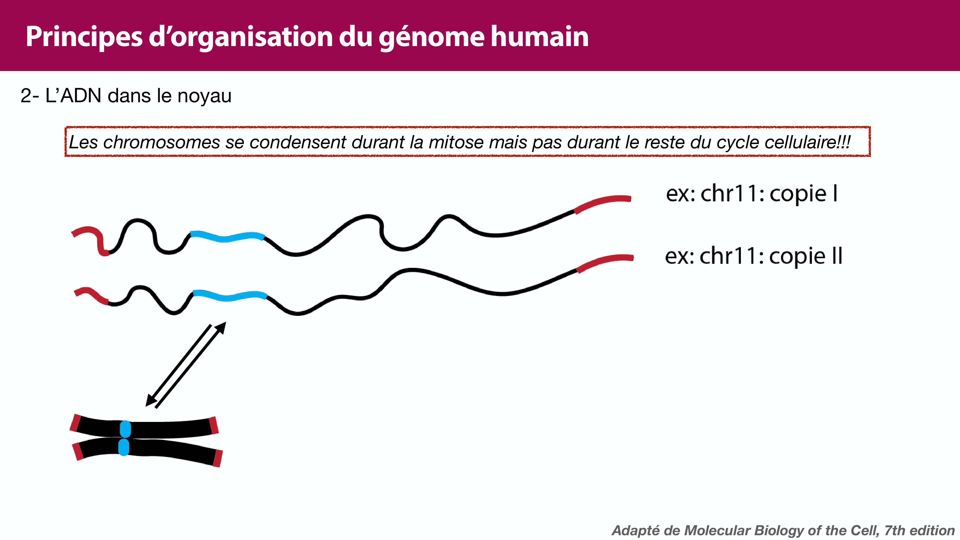 Structure de l'ADN page 40