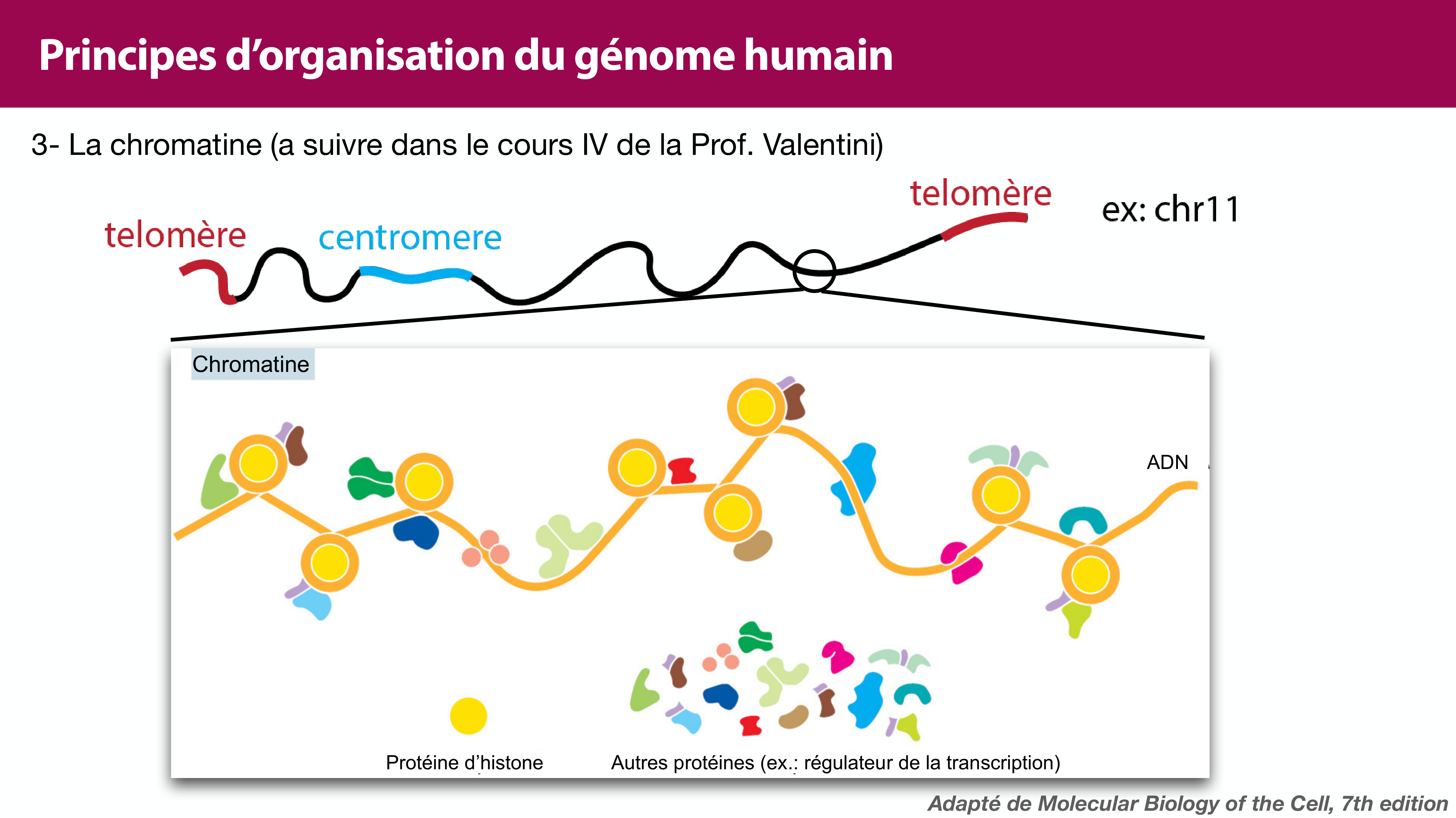 Structure de l'ADN page 41