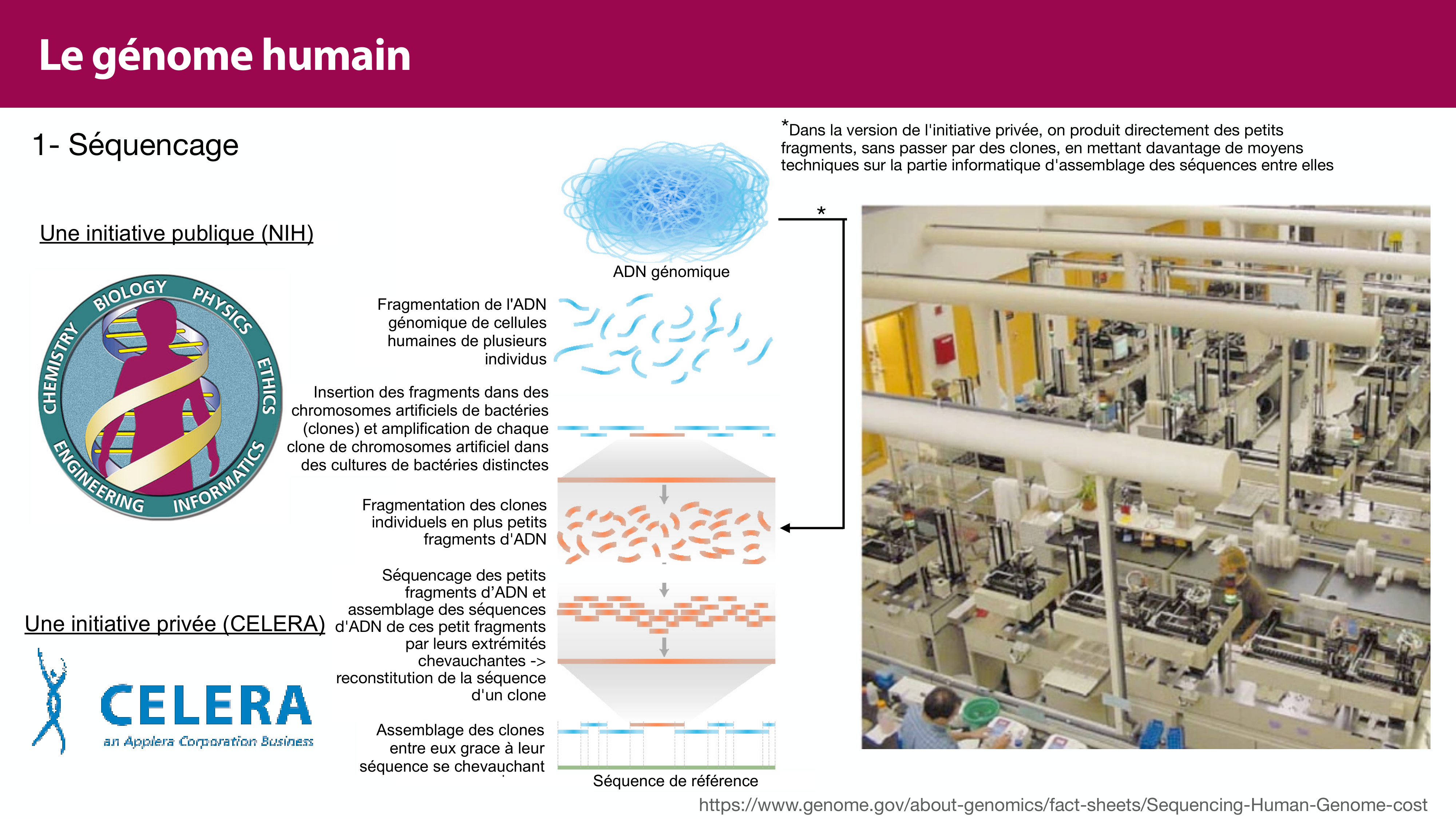 Structure de l'ADN page 44