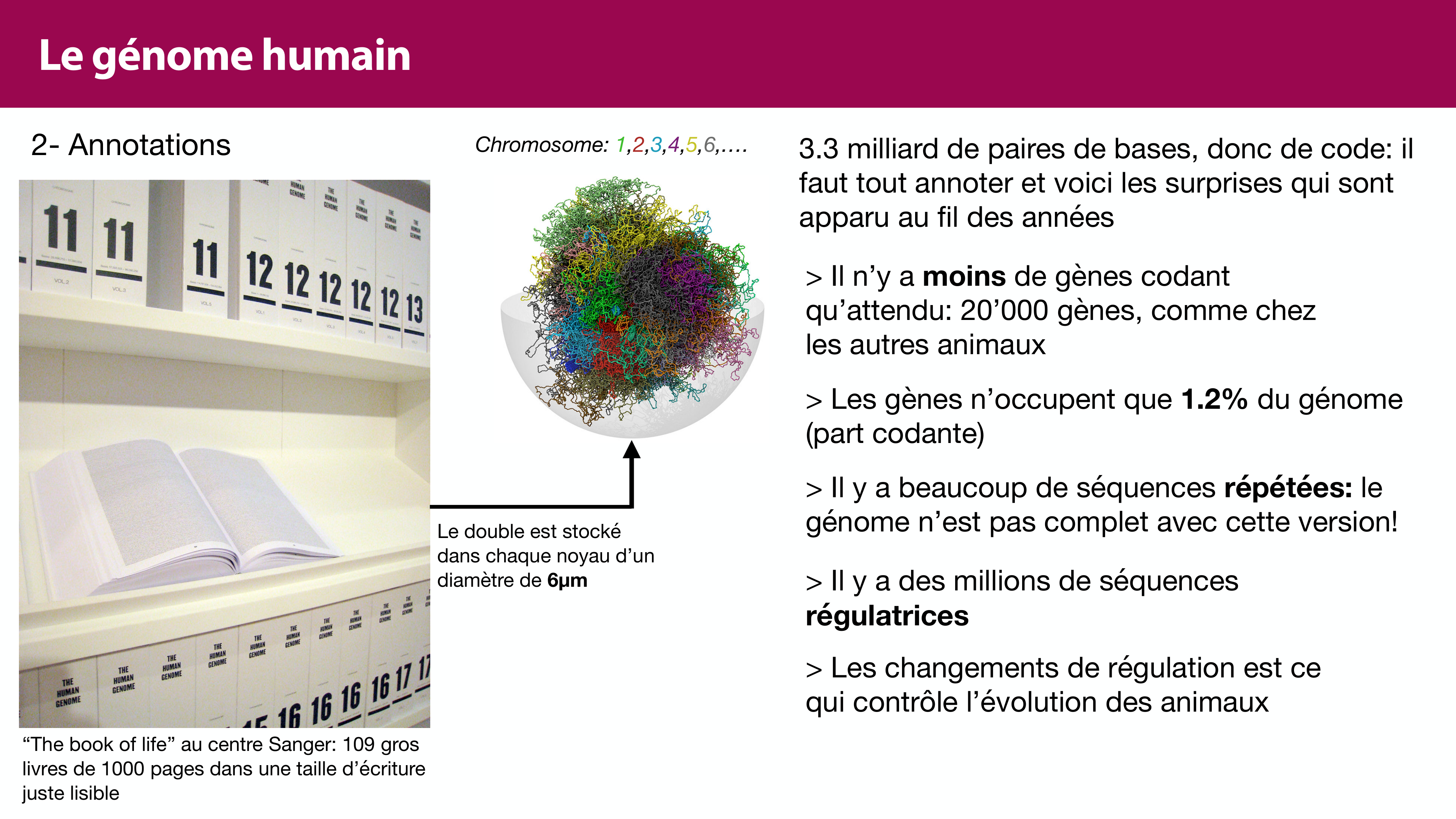 Structure de l'ADN page 46